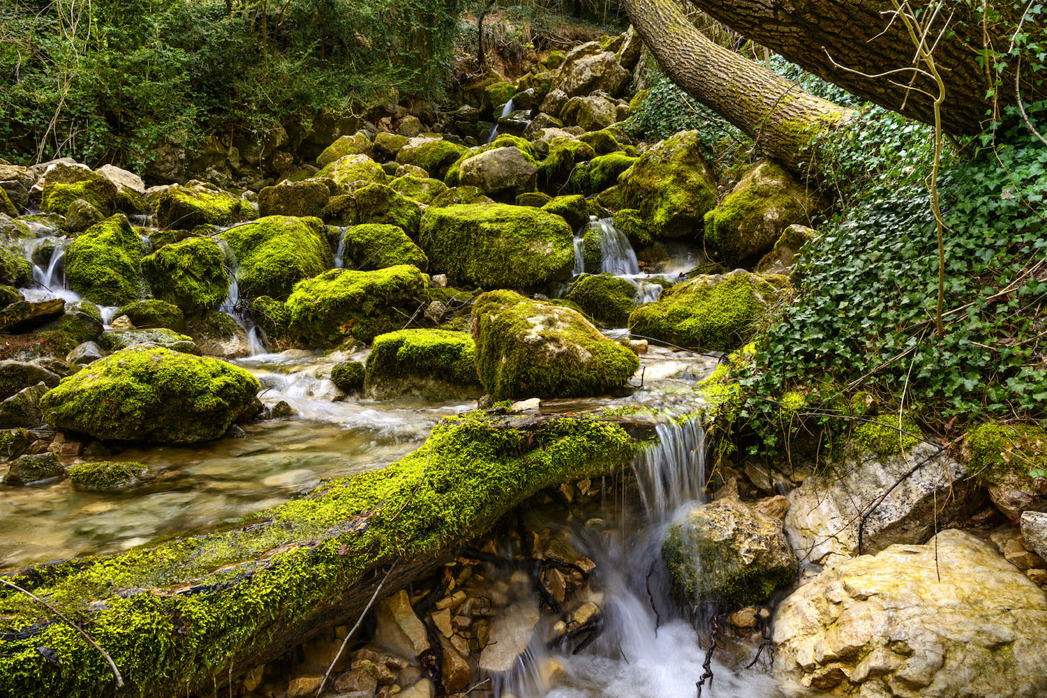 Les fonts del Cardener es troben a 1.050 m d’altitud, al terme de la Coma i la Pedra, al vessant oriental de la serra de Port del Comt