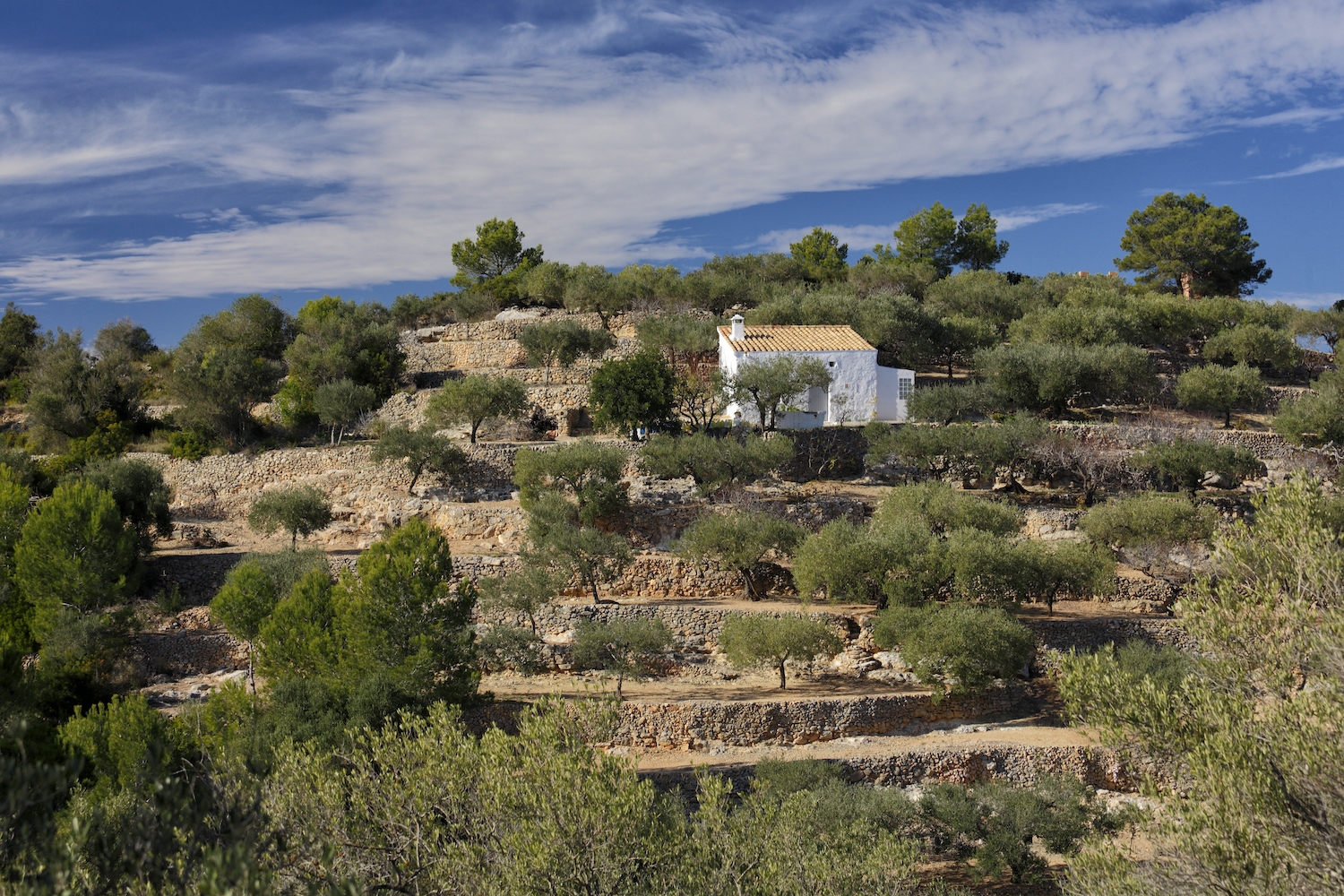 L'ermita de l’Ardiaca al coll de l’Alba de Tortosa es troba entre camins entre camps d'oliveres