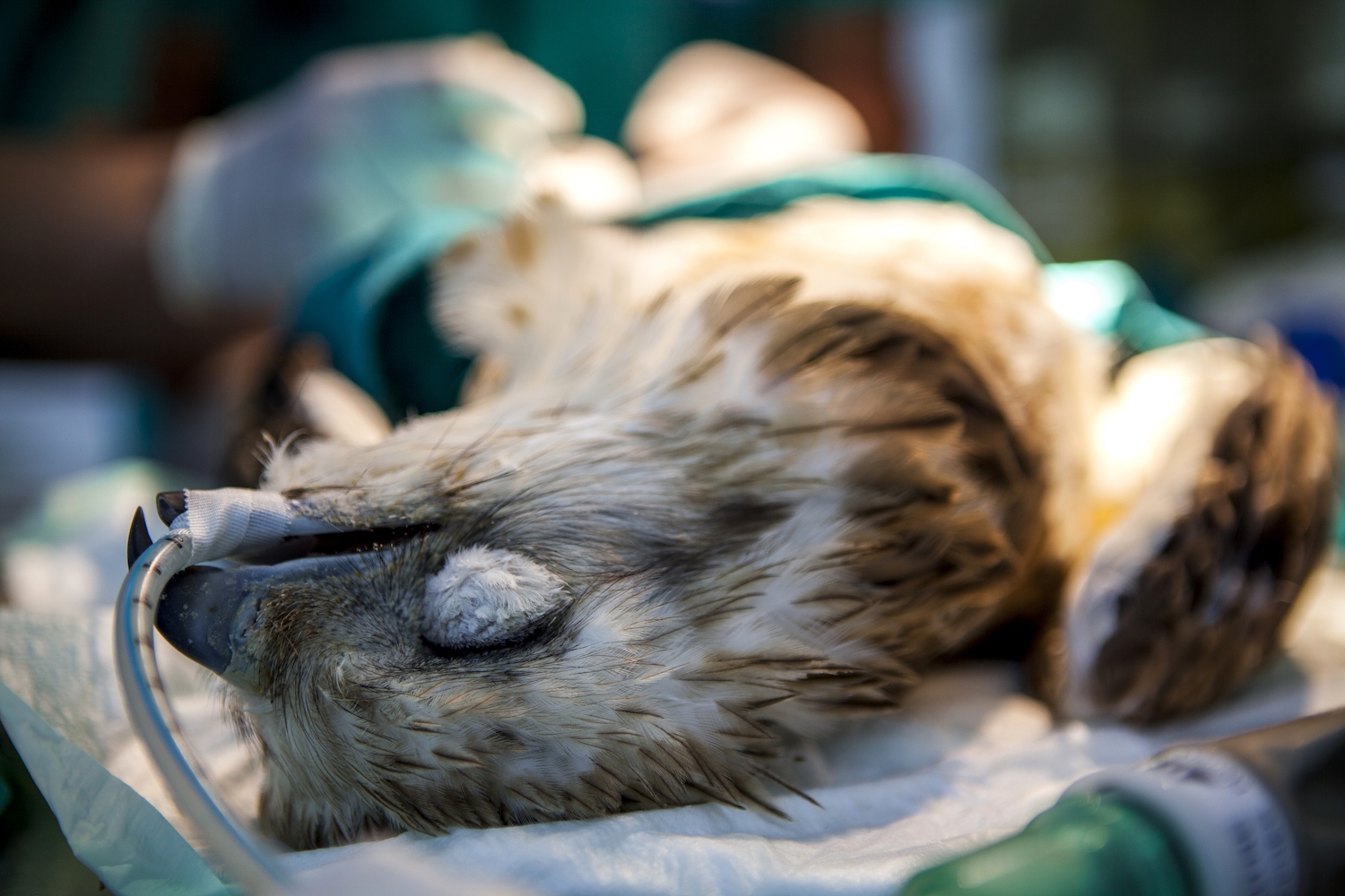 Una àguila marcenca és operada al centre de fauna de Vallcalent