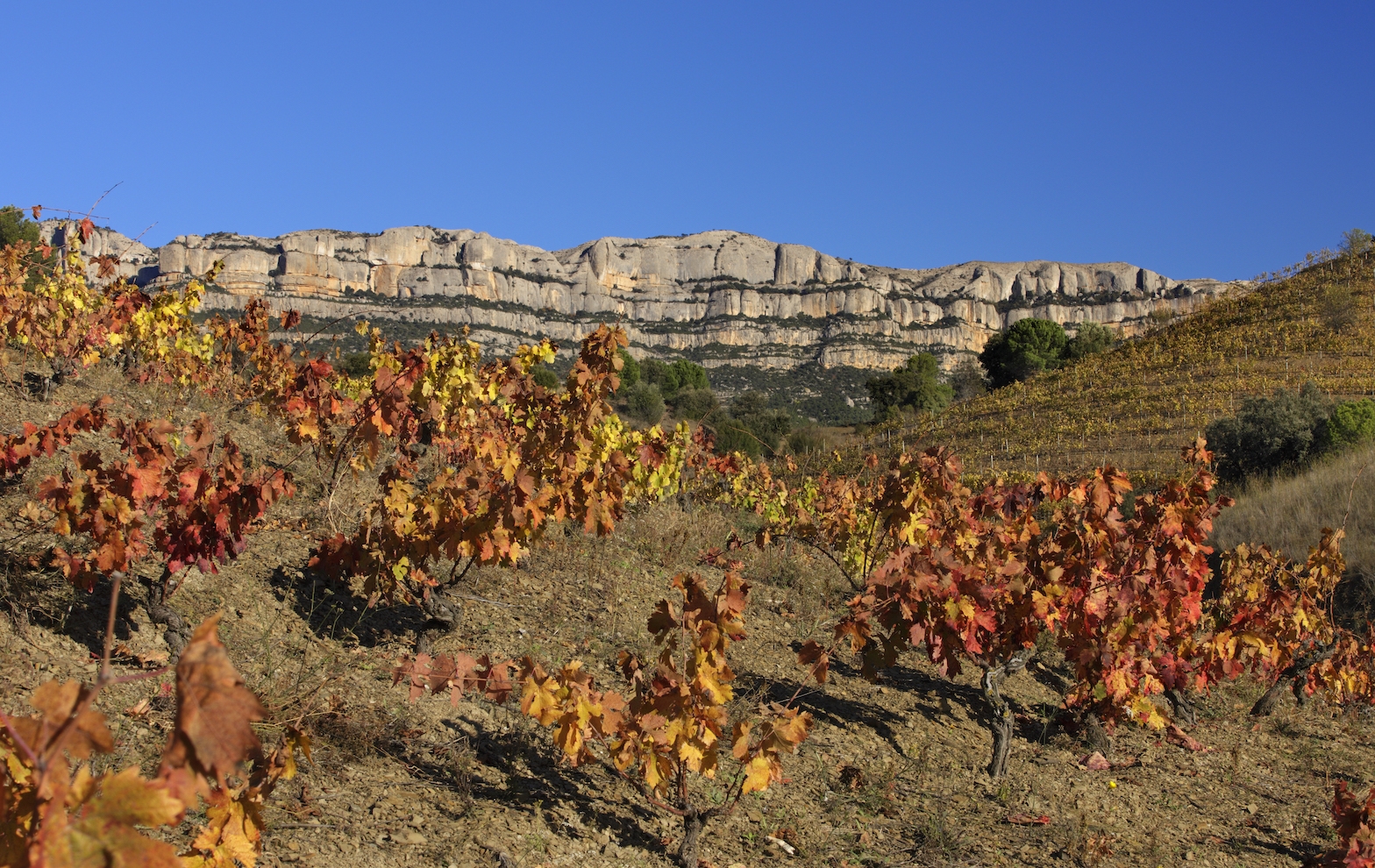 La serra Major, amb el seu conglomerat de pedra característic, és un teló de fons magnífic per a les vinyes de tardor