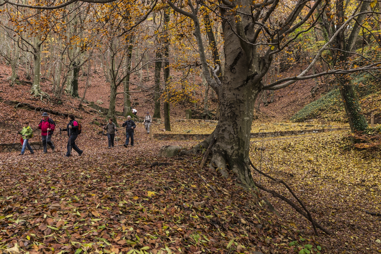 La fageda de Santa Fe de Montseny és el millor escenari per una passejada tranquil·la