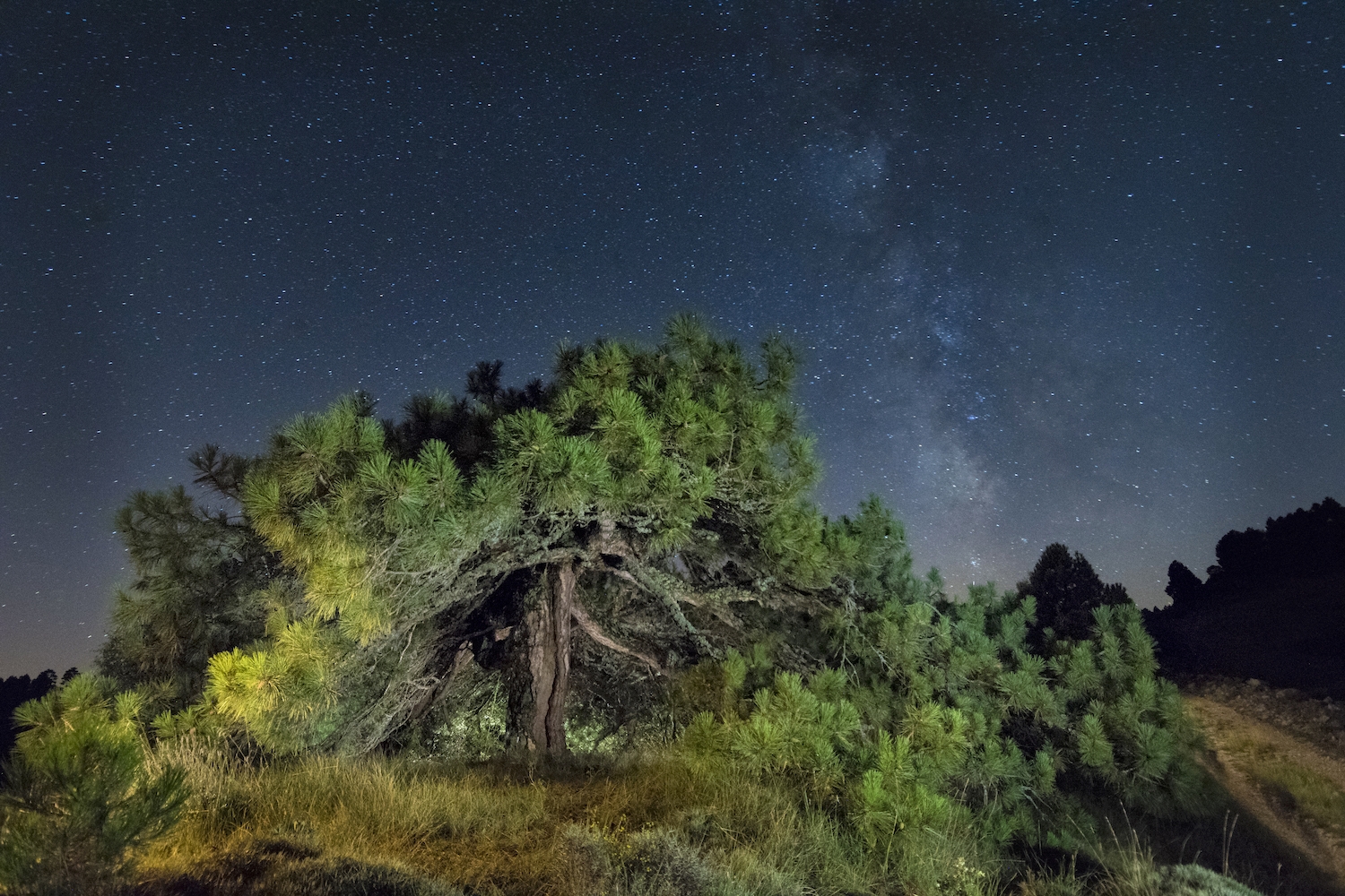 Una ruta que surt del poble de Coratxà, al terme de la Pobla de Benifassà, fins a la mola de Mitjavila passa a la vora del pi de Petxí; val la pena aturar-s’hi