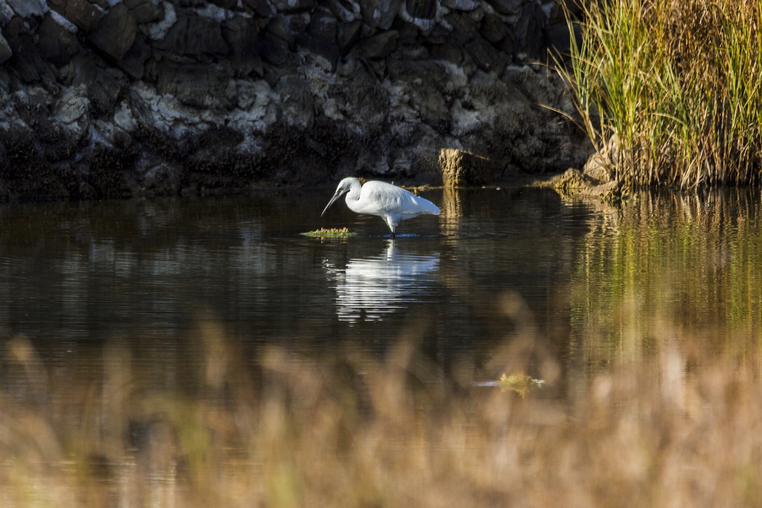 A l'Albufera hi habiten una gran varietat d’ocells