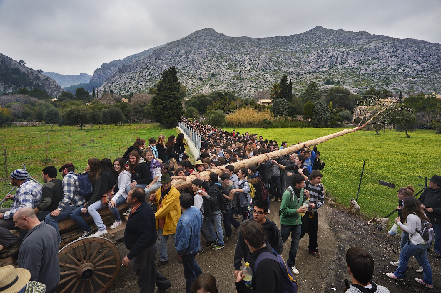 El tronc del pi de Sant Antoni de Pollença ha de ser de màxim 20 metres