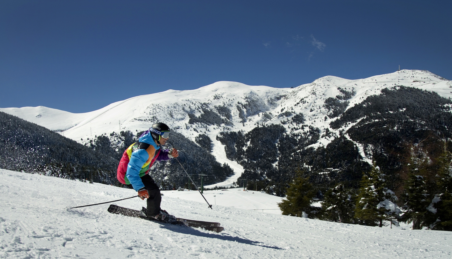 Les pinedes de pi negre i les avetoses acompanyen els esquiadors mentre llisquen muntanya avall per les pistes de la molina