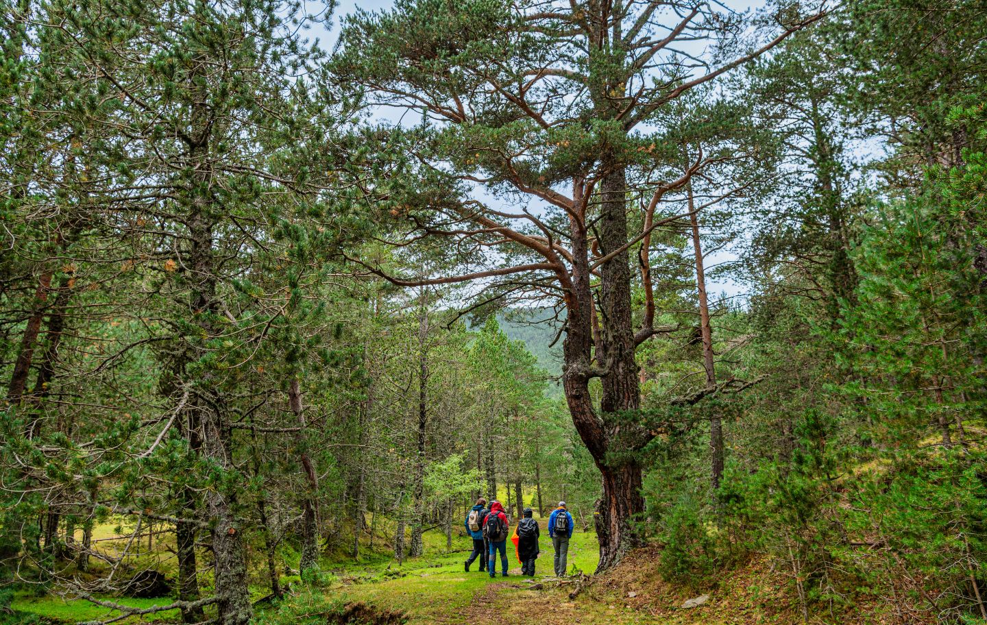 Bosc de Pallerols a Sant Joan de l'Erm