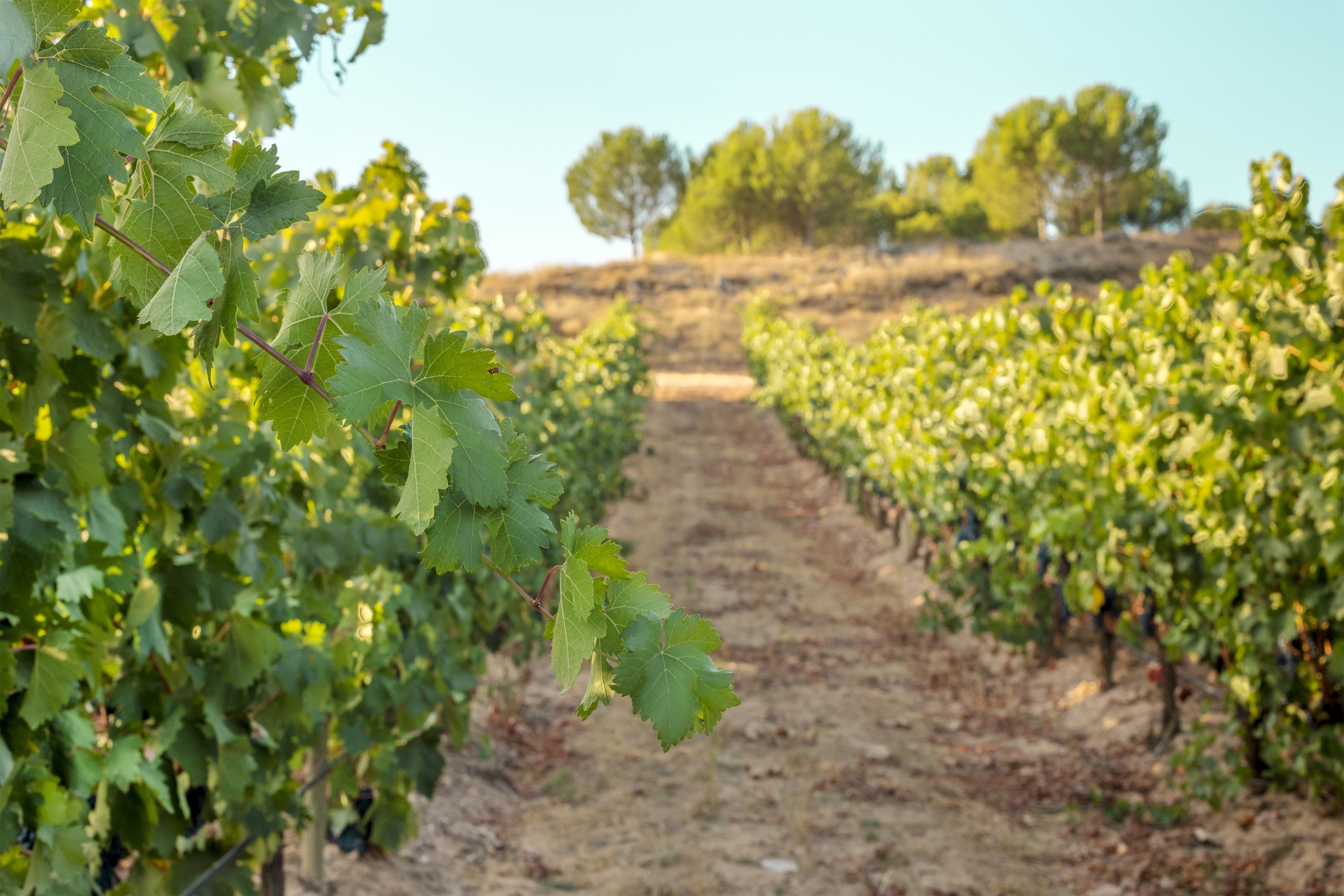 Les vinyes decoren part del paisatge d'aquesta ruta.