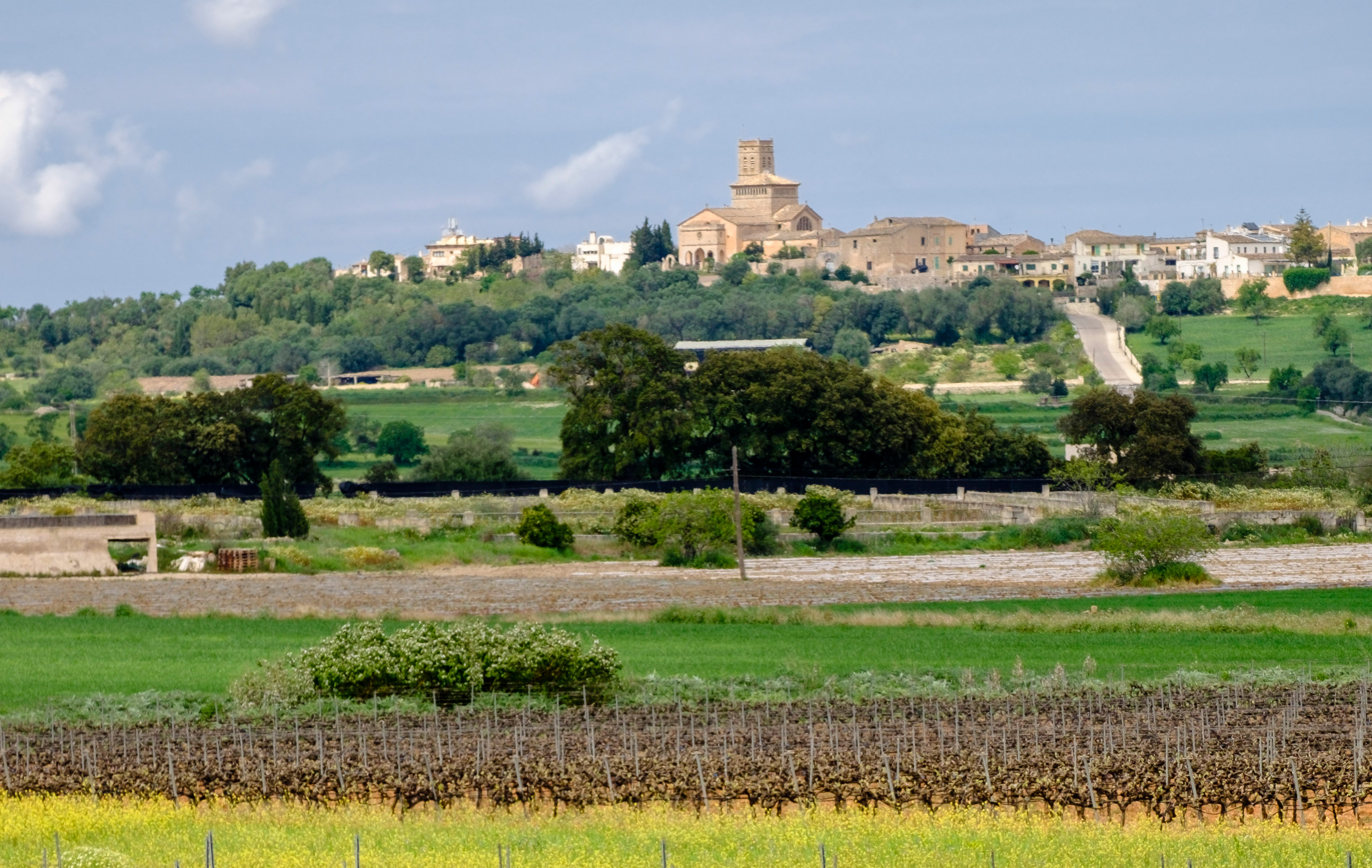 Les vinyes del celler Miquel Oliver s’estenen pel municipi de Petra i acaronen el poble d’Ariany; al fons en destaca l’església de la Mare de Déu d’Atotxa, del segle XIX