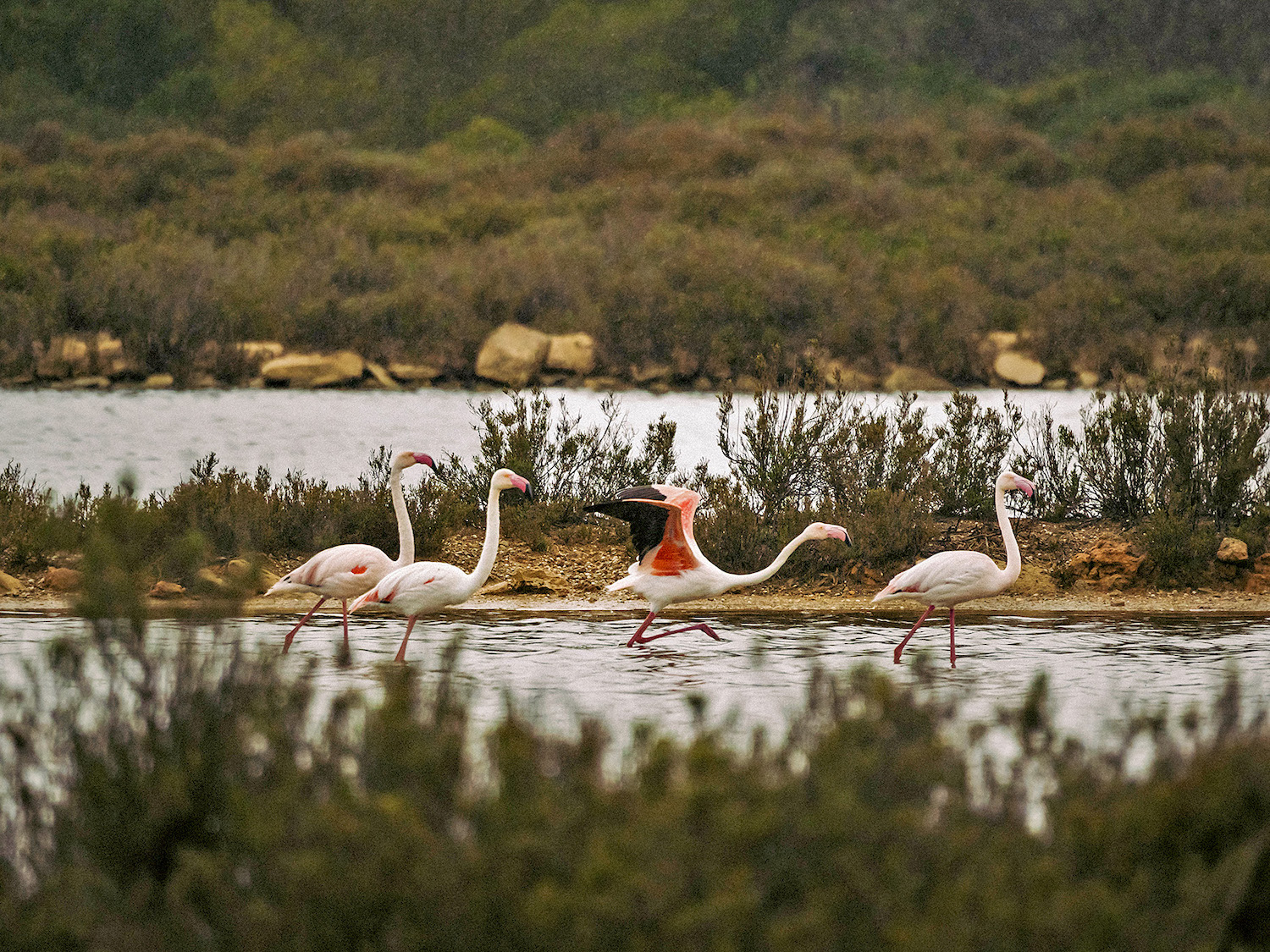 El Parc Natural des Trenc - Salobrar de Campos és un paradís per als ocells, com el camallarga i el flamenc