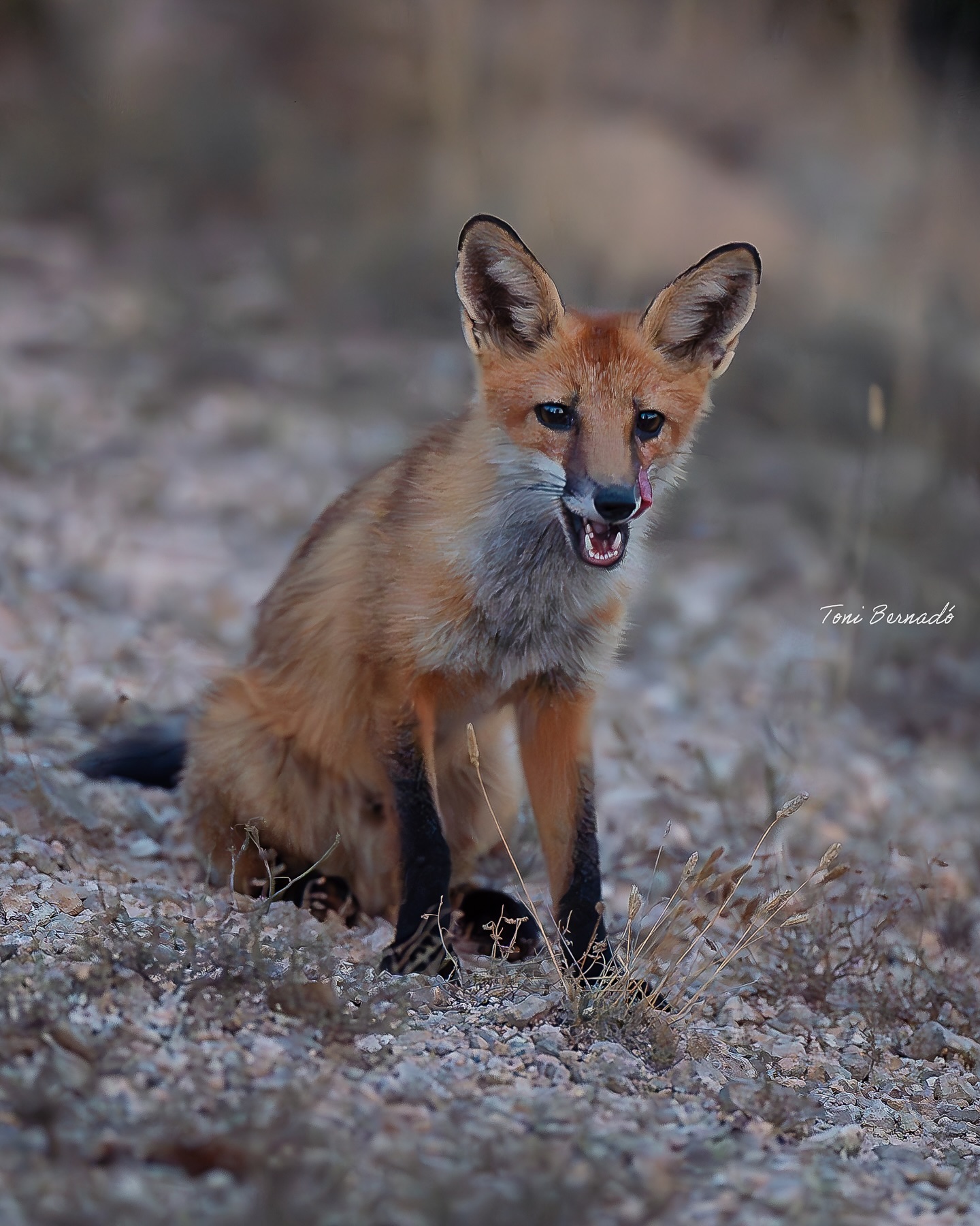 Una de les guineus fotografiades per Antoni Bernadó