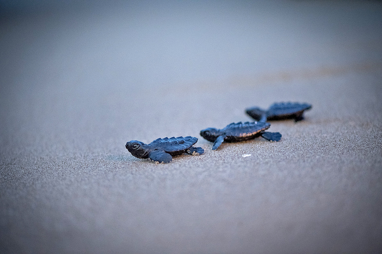 Les tortugues que han nascut amb bona condició física s’alliberen a la mar