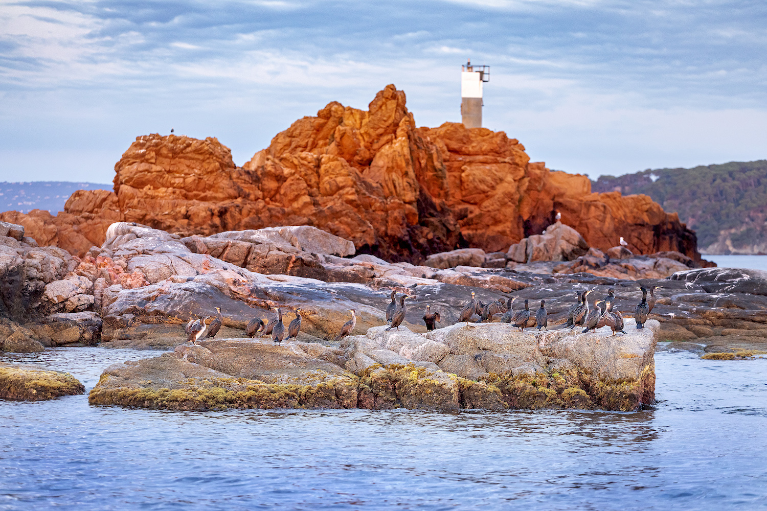 Les illes Formigues són setze illots situats a la costa de Palamós i Palafrugell. Els corbs marins emplomallats hi troben refugi