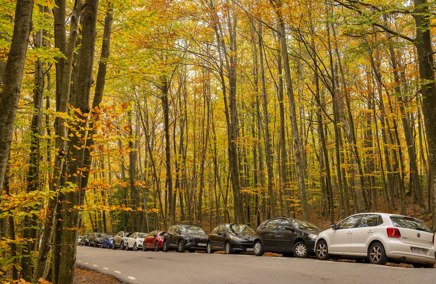 En època de màxima afluència de visitants, és habitual veure-hi vehicles estacionats al marge de la carre- tera que mena a Santa Fe de Montseny