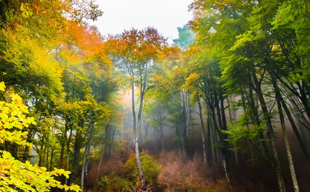 El bosc de la Grevolosa amb faigs que superen els 30 metres d’alçària