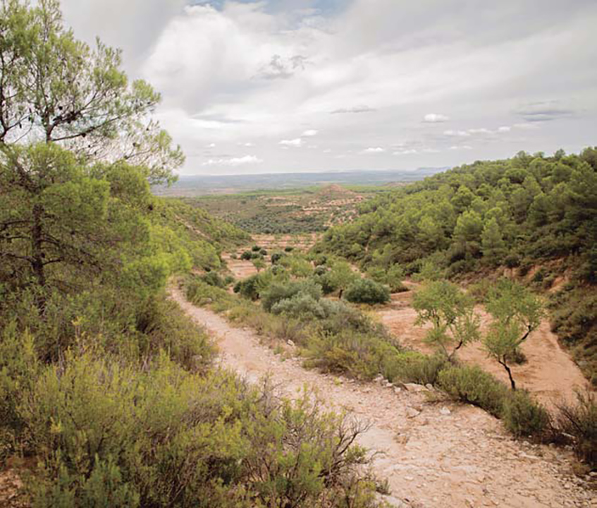 Boscos i conreus ens acompanyen durant l’ascensió al Montmaneu.