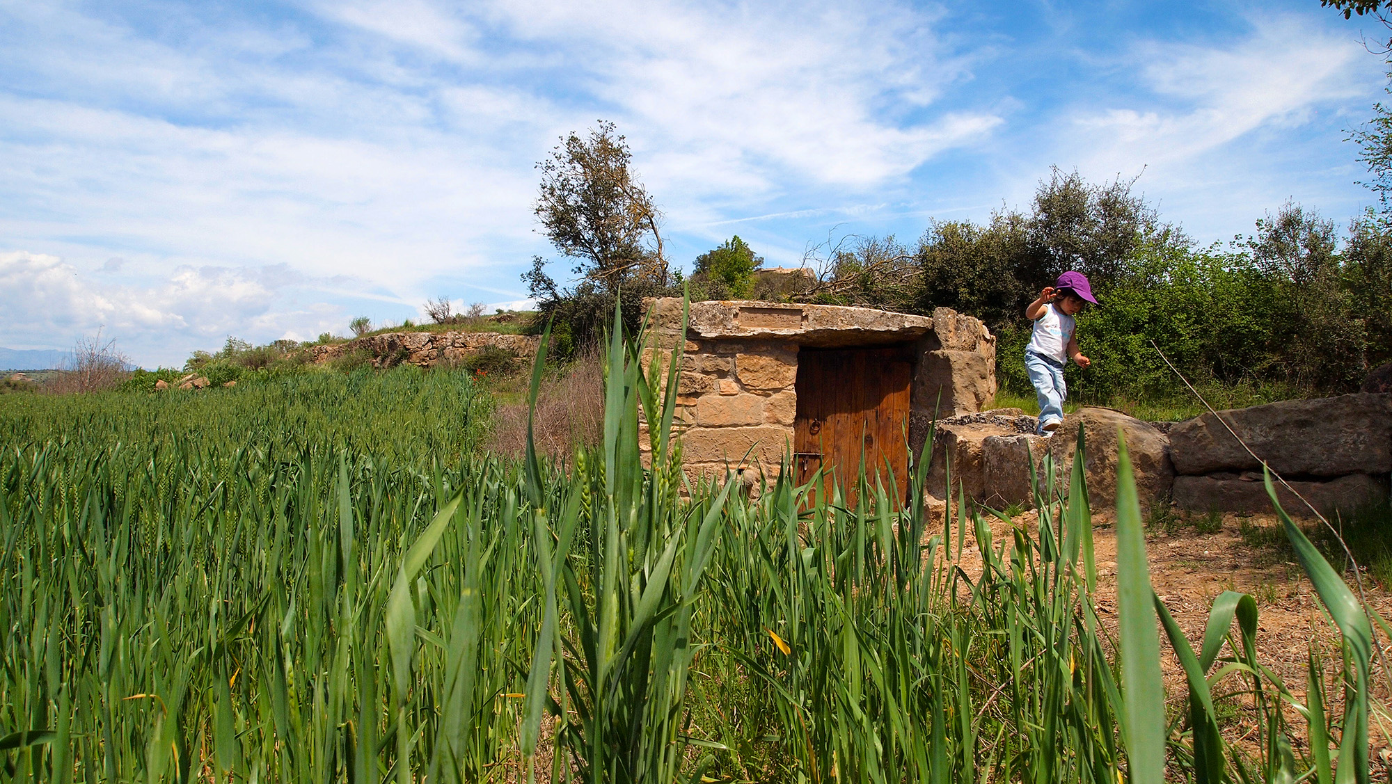 En un racó poc conegut de la Segarra s'amaguen uns petits aiguamolls on és possible veure una bona representació d'espècies d'ocells i gaudir del paisatge de cereals típics d'aquesta comarca. No oblideu els binocles!