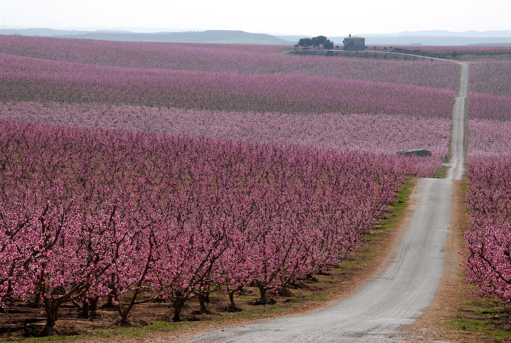 La floració dels fruiters a Aitona. Terra d'aigua i de secà, de flor i fruita i oliveres, de verdor i polseguera, de vista àmplia i de racons amagats, terra de forts contrastos que no deixa indiferent