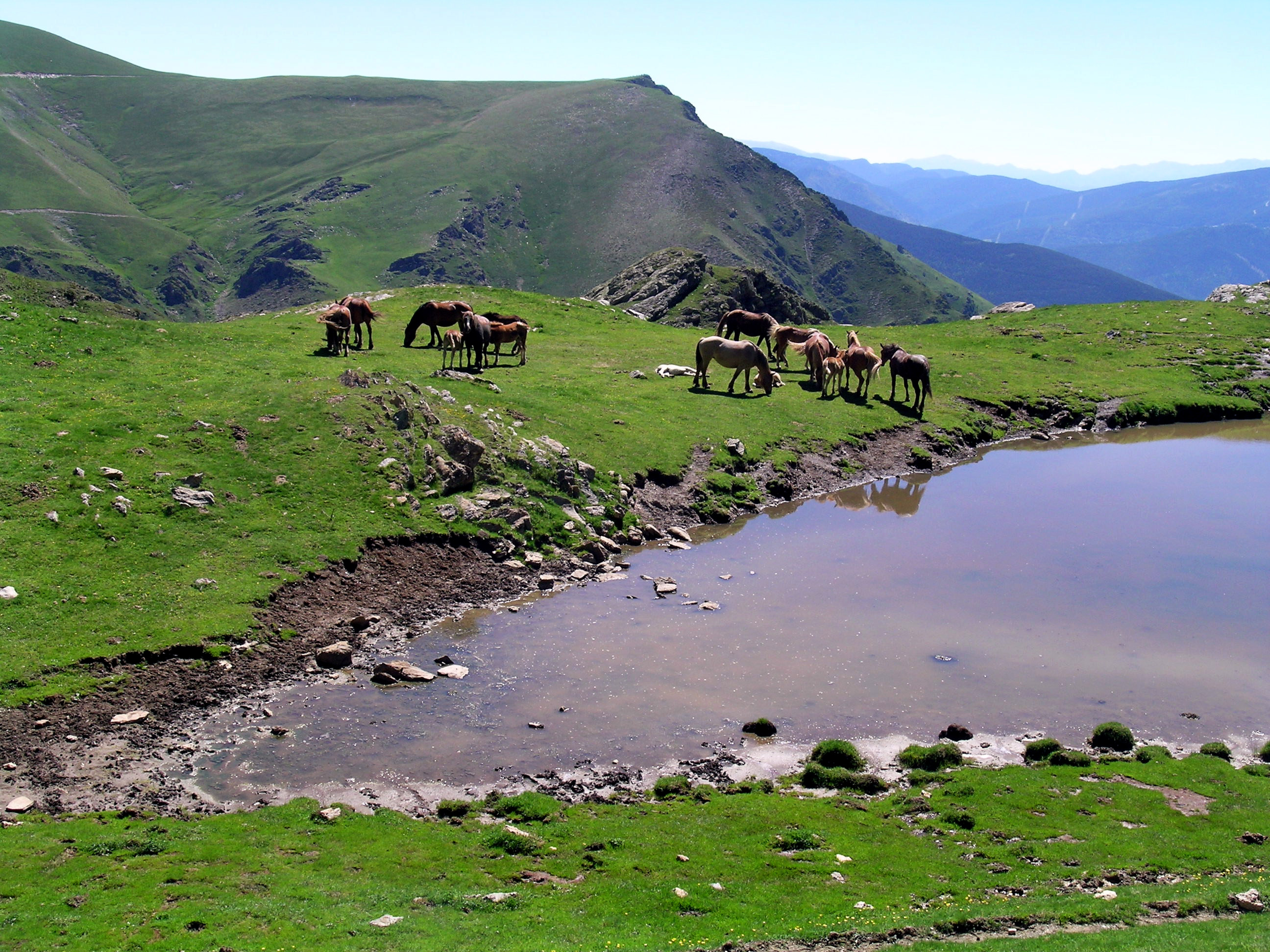 Els cavalls pasturen a prop de l’Estanyesso, amb la vall al fons