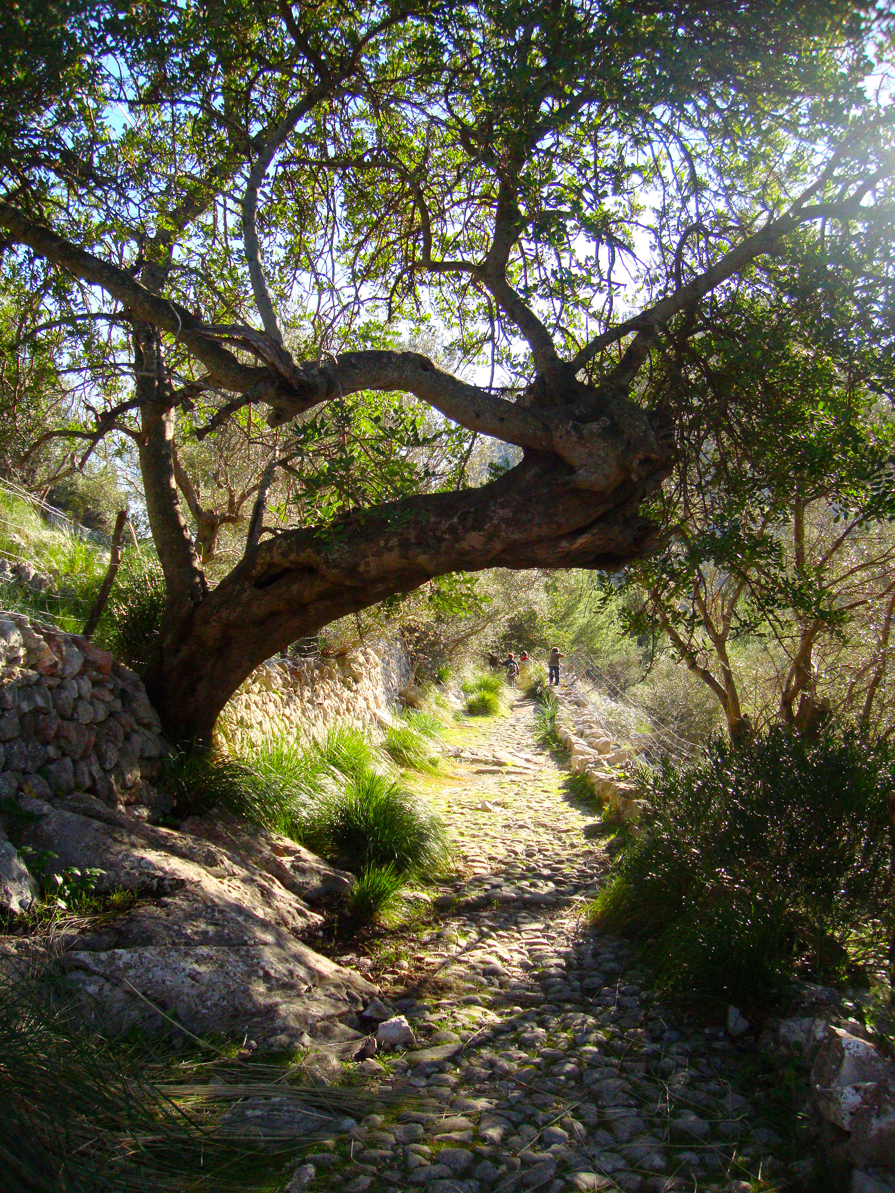 Els marges de pedra seca i el camí empedrat són alguns dels atractius de la ruta