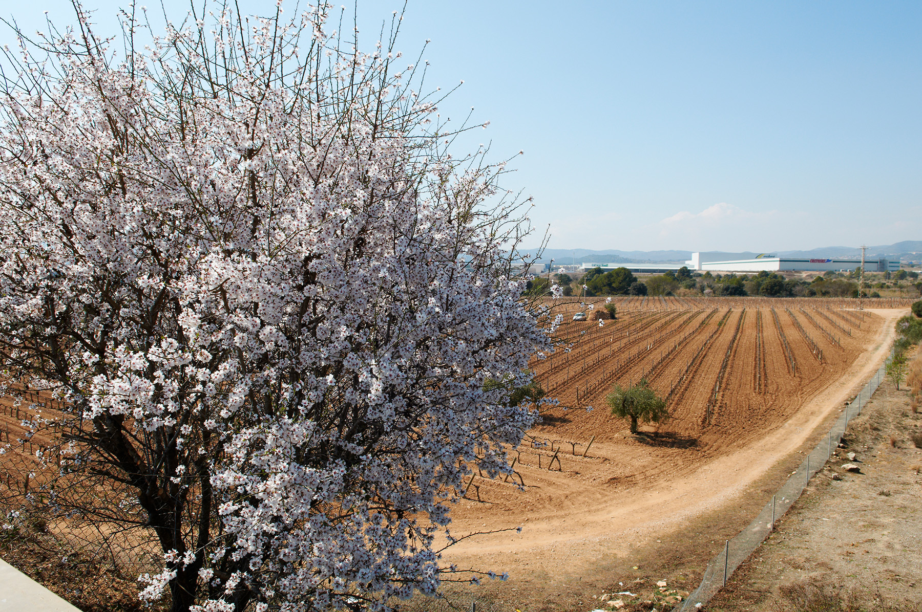 Durant l’itinerari, els camps de conreus ens recorden que aquesta activitat predominava a la zona abans de l’era industrial