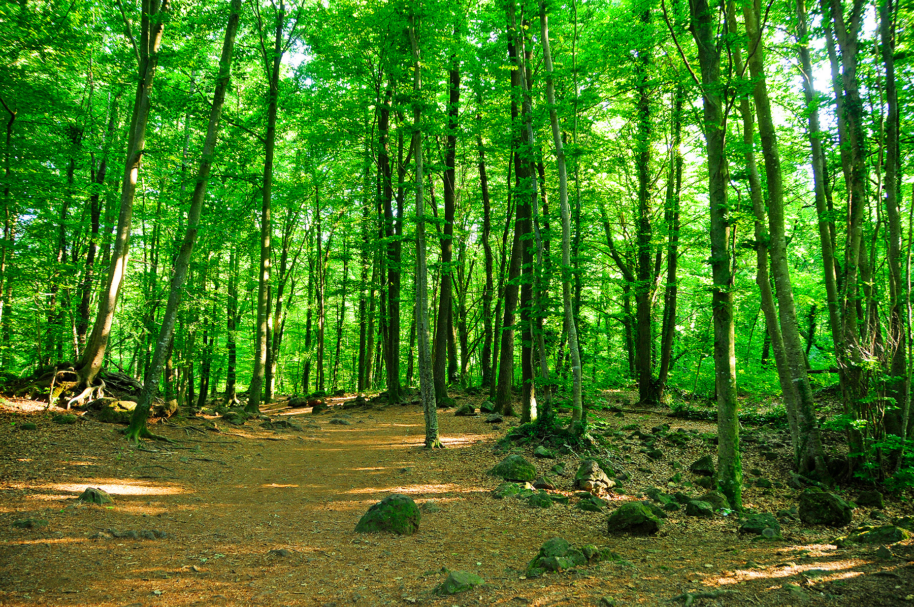 La fageda d’en Jordà creix en un terreny planer i s’assenta damunt d’una colada de lava del volcà Croscat