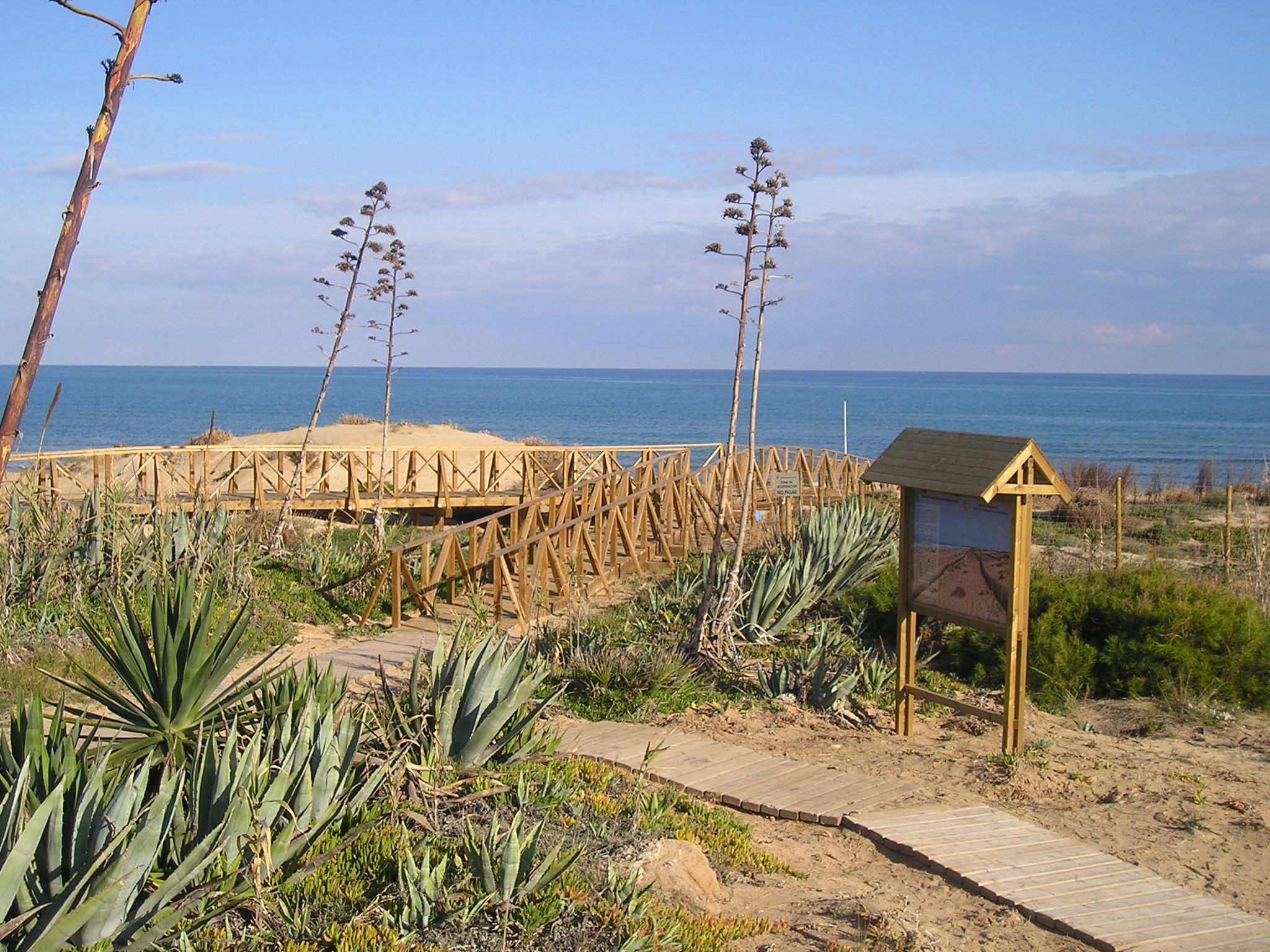 Per subjectar les dunes s'hi van plantar pins blancs, palmeres i eucaliptus; avui les passeres marquen el camí a seguir per aquest entorn natural de gran valor.