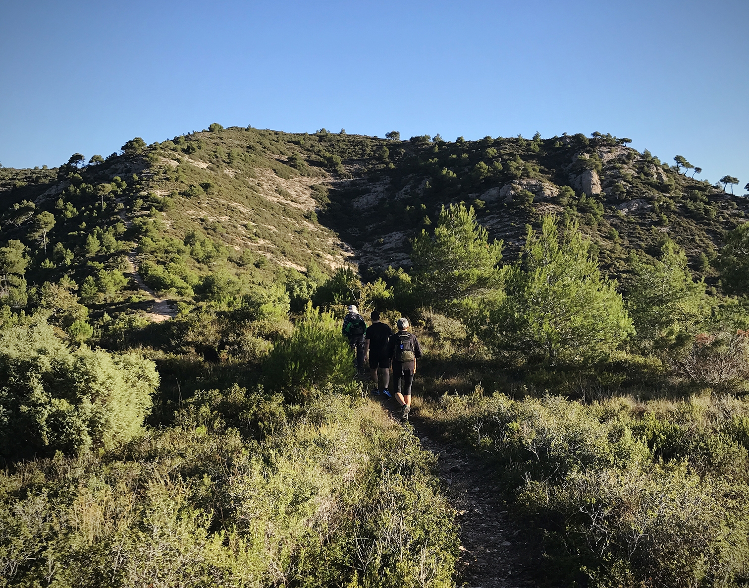 Pocs arbres i moltes plantes aromàtiques: un paisatge típic del secà mediterrani. 