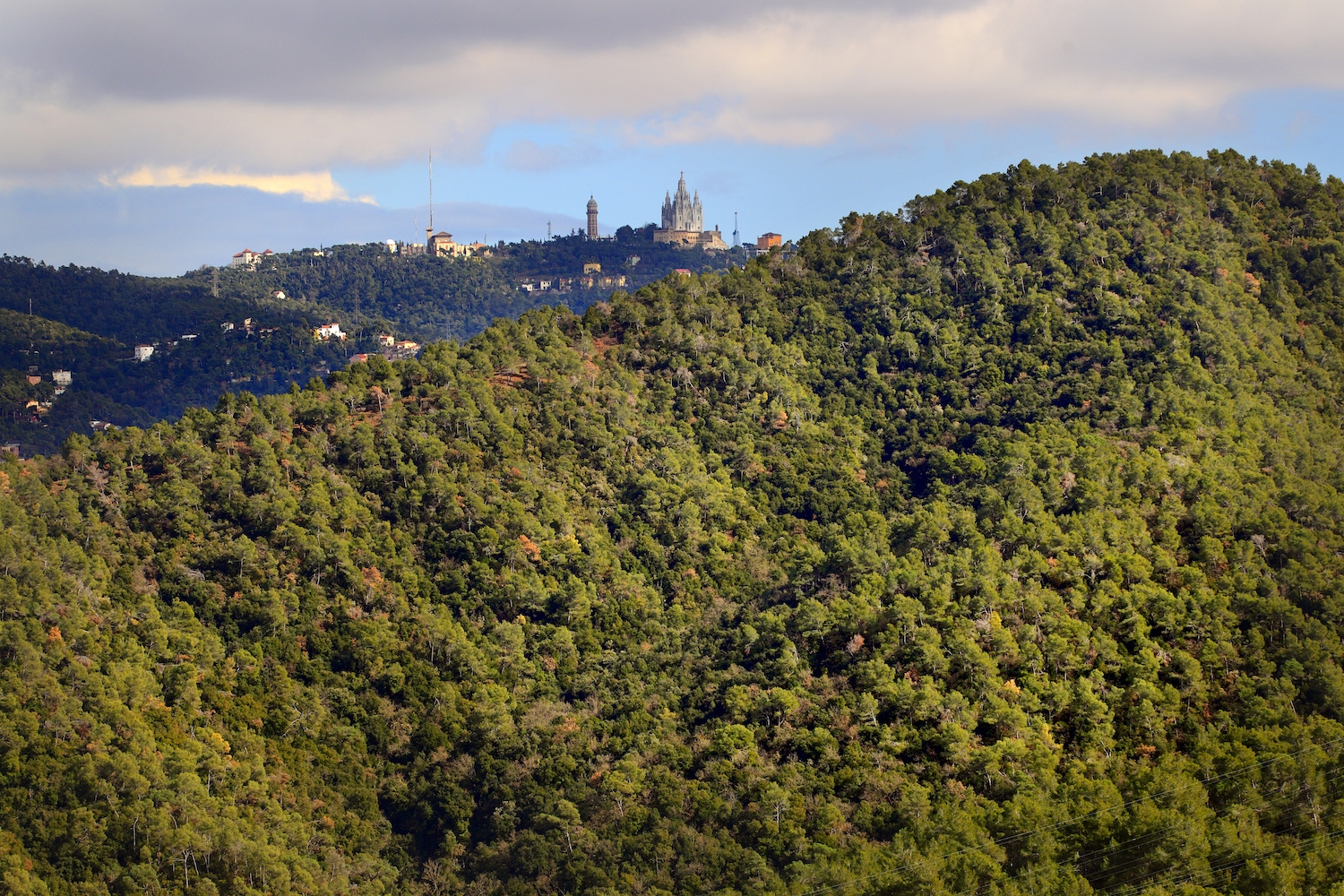 Collserola és un espai fàcilment accessible on es pot tenir un primer contacte amb la fauna i la flora mediterrànies