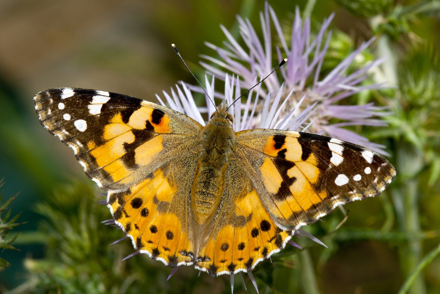 La papallona dels cards (Vanessa cardui) és una gran viatgera