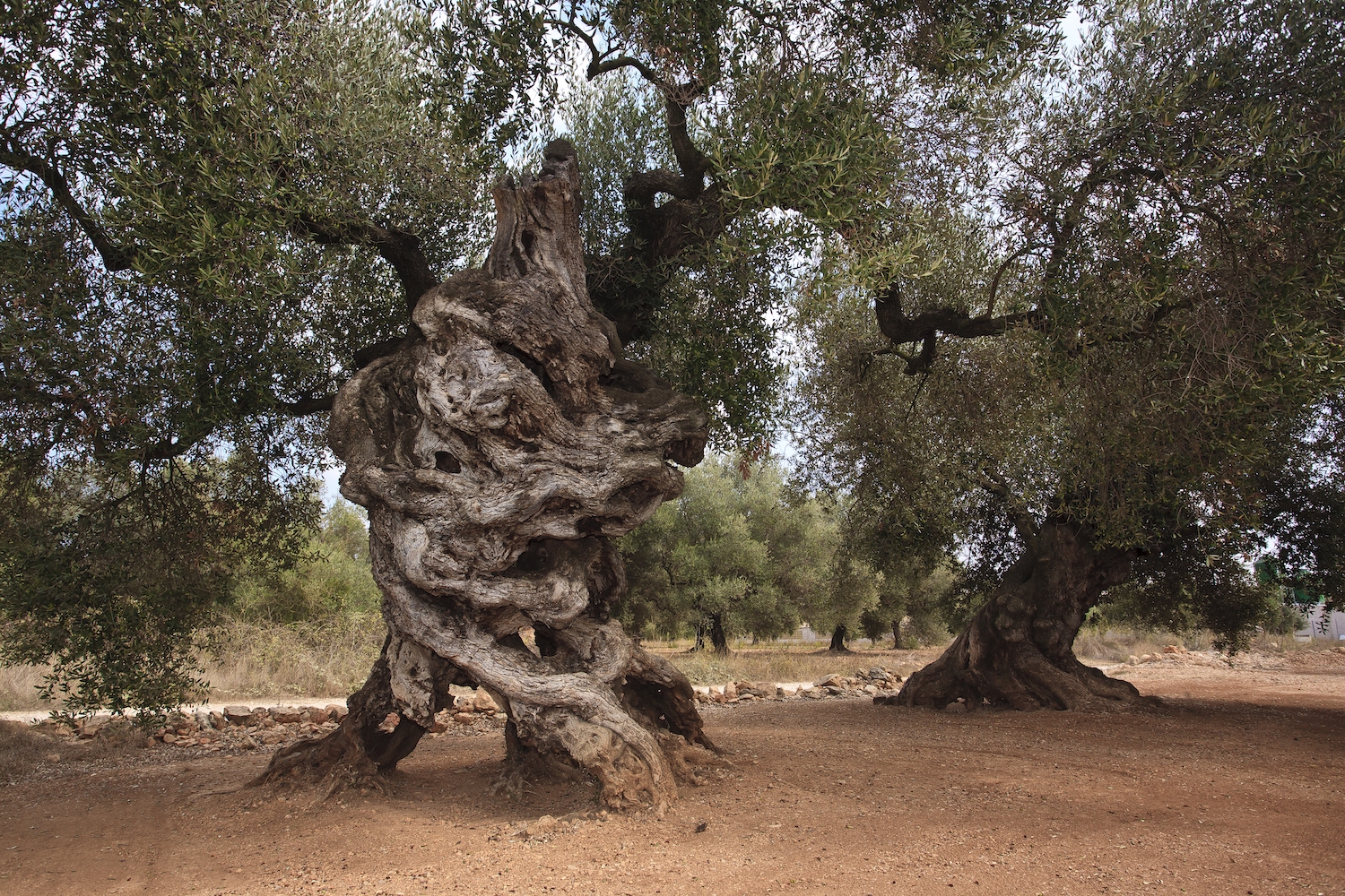 Les velles oliveres són tractades amb cura i estima tant pels seus propietaris com pels experts que les analitzen