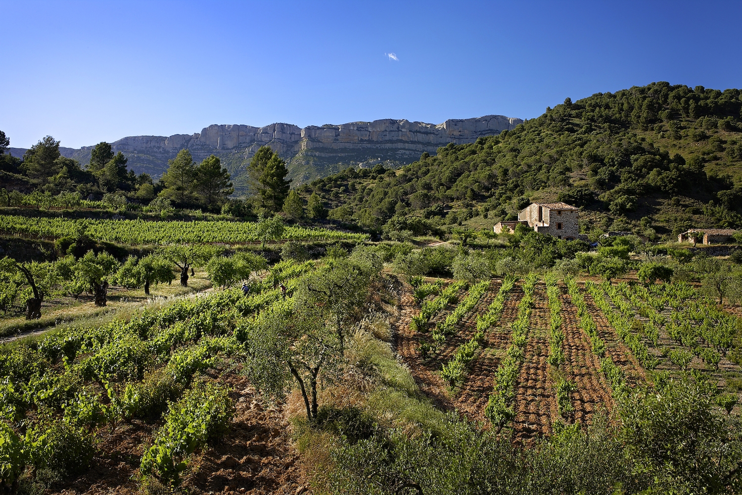 Unes vinyes al coll de Conills, amb la serra Major al fons