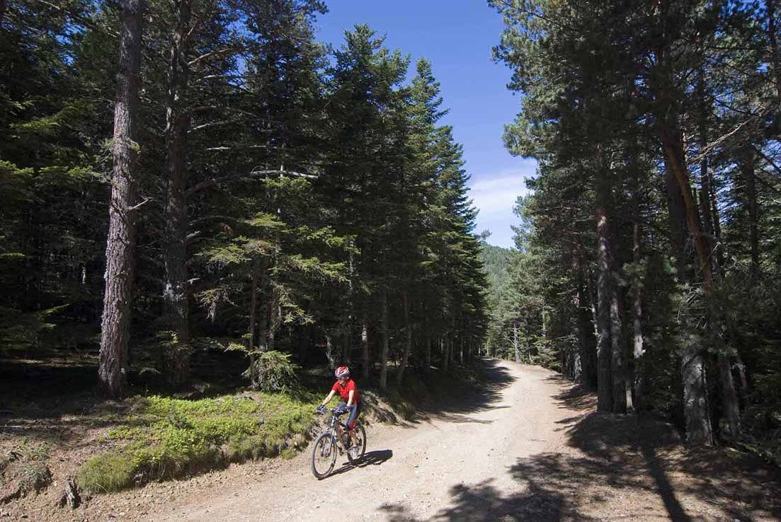 Pedalem per l'Alt Urgell entre boscos majestuosos i anem descobrint bonics paratges del Parc Natural de l'Alt Pirineu, el més extens del Principat, amb espècies d'animals protegides, com l'ós bru, el gall fer o la sargantana pallaresa.