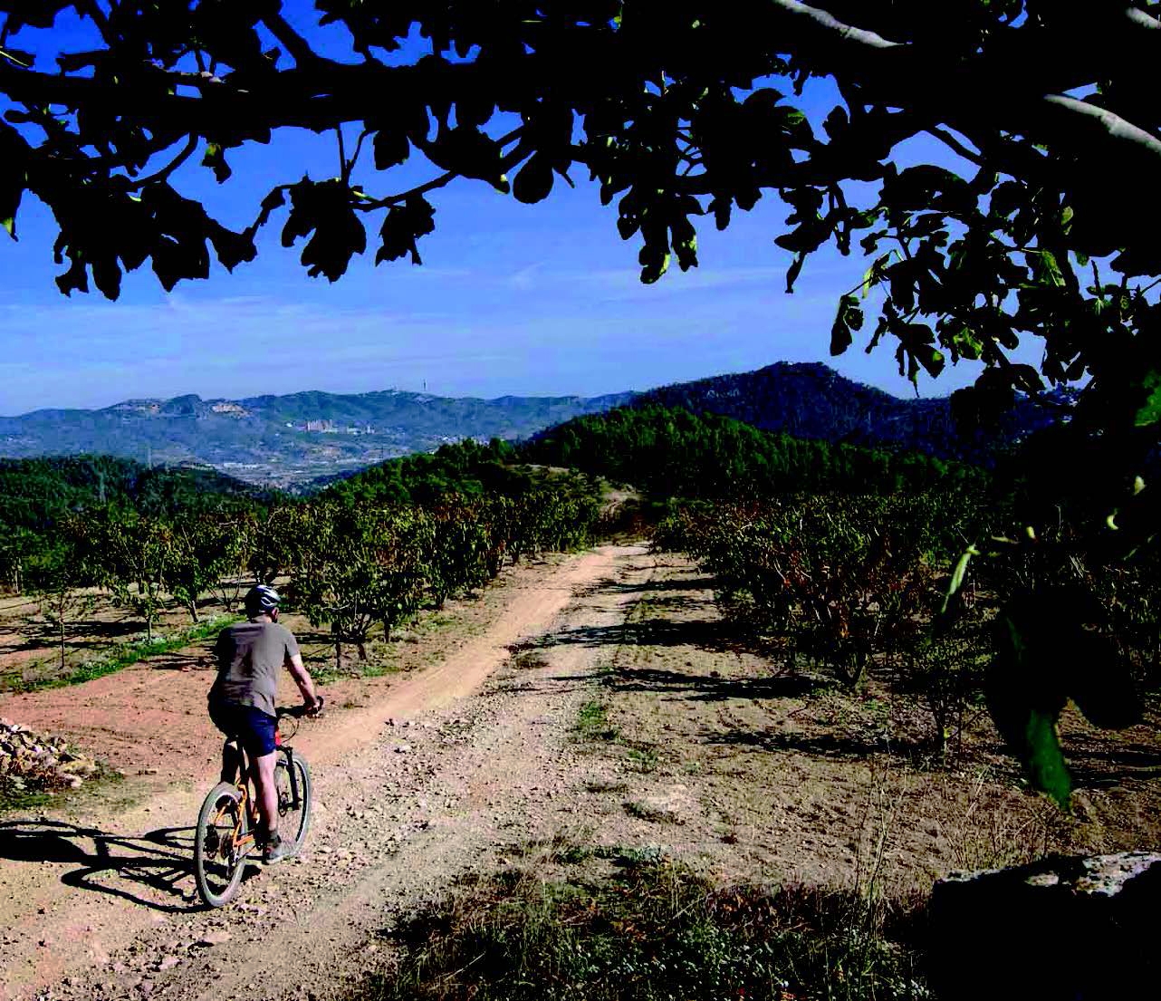 L’interior del Baix Llobregat amaga calma i bons aliments: la tranquil·litat de donar l’esquena a la gran àrea metropolitana barcelonina, plena de fums i presses, i el bon aliment que són les cireres, fruit privilegiat d’aquestes terres.