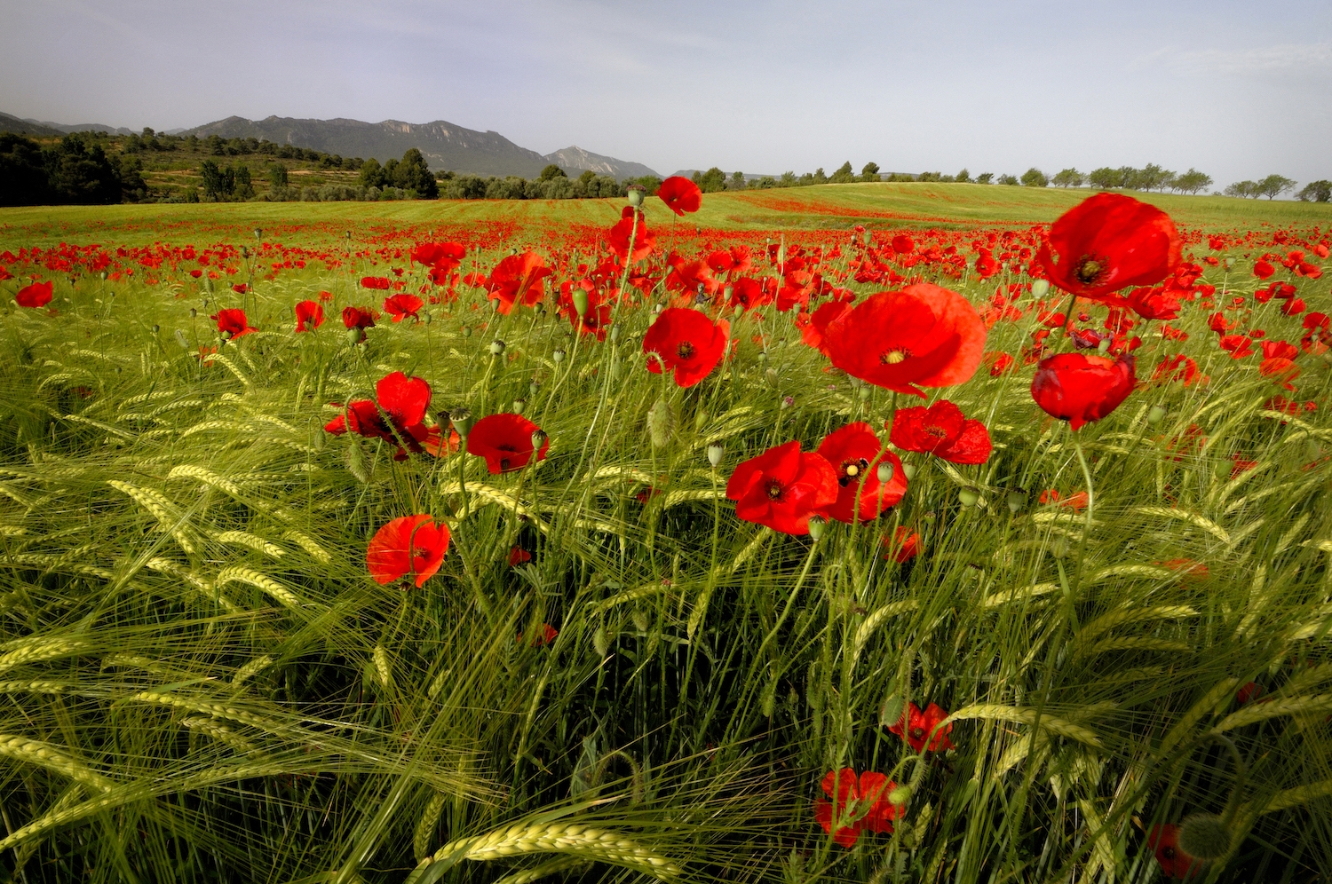 A la primavera, els camps de roselles inunden el massís del Port