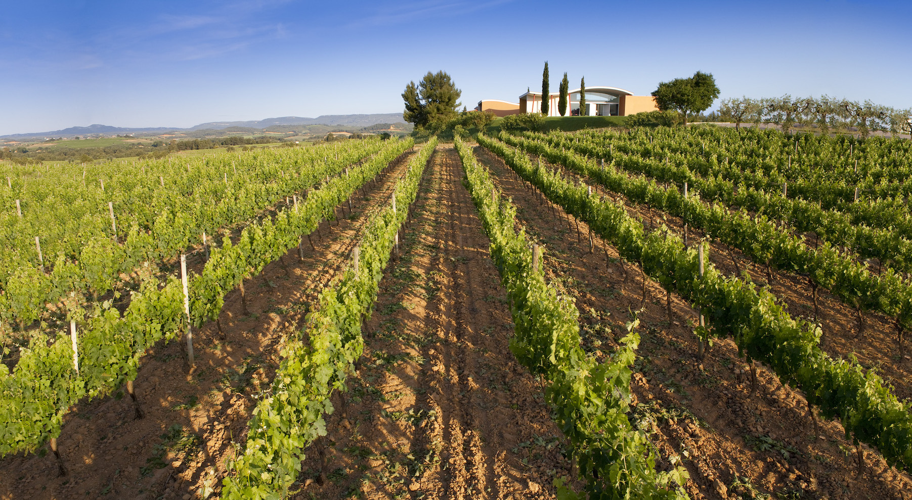 El paisatge de vinya omple tots els racons al voltant de Vilafranca del Penedès