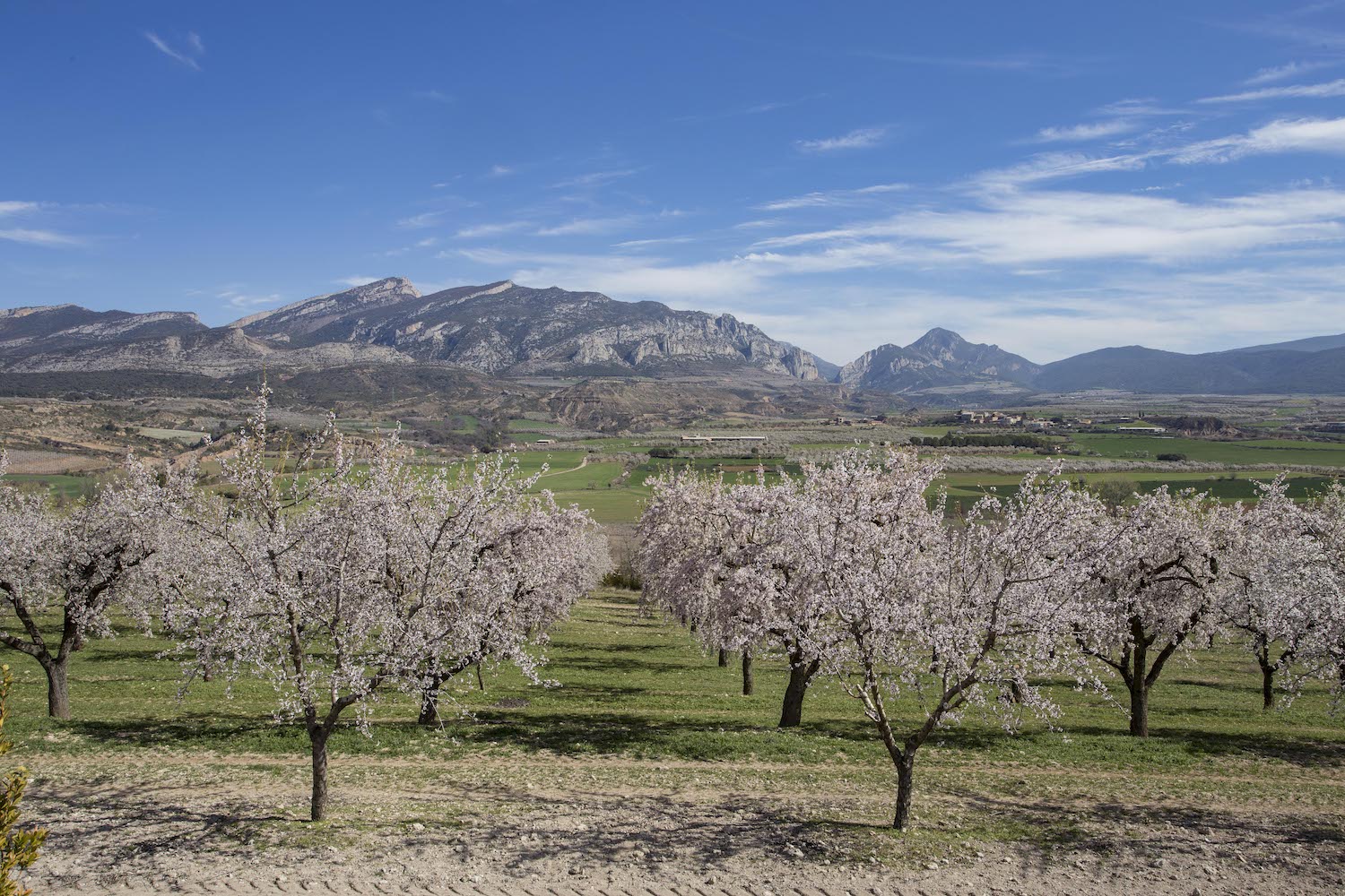 La serra de Carreu arrecera al terme d’Isona i Conca Dellà els camps d’ametllers, que floreixen al gener