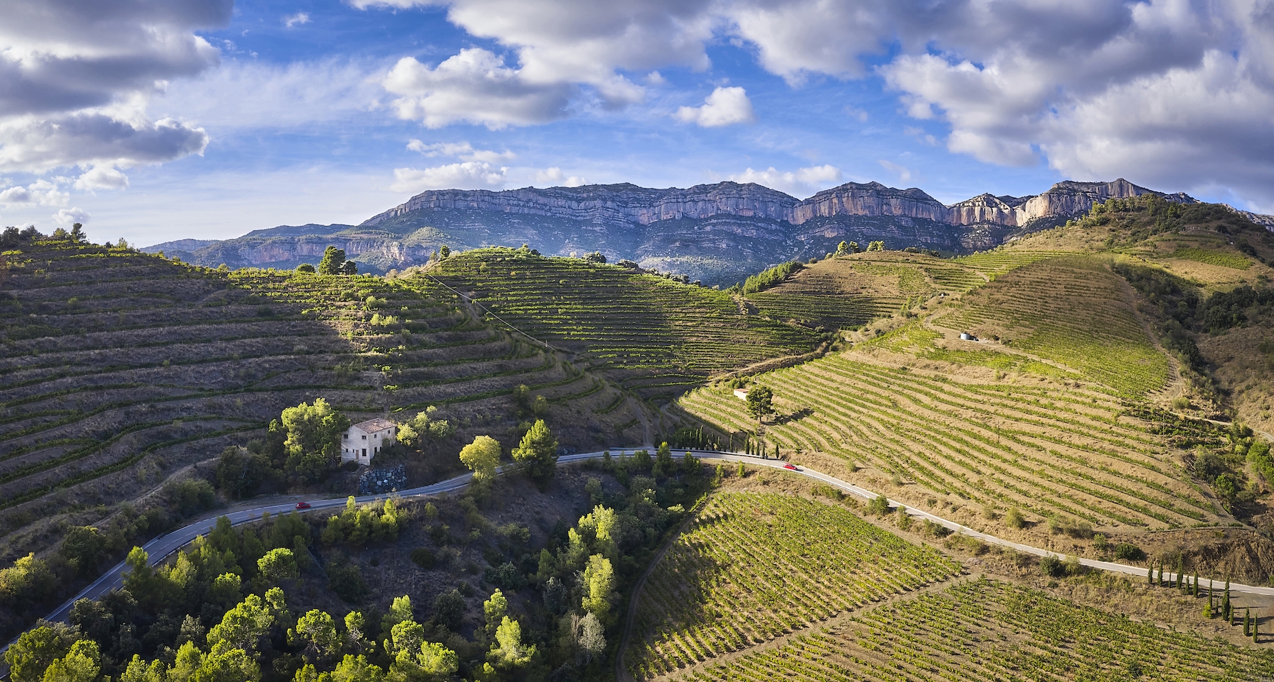 La carretera que uneix Poboleda amb la cartoixa d’Escaladei transcorre entre vinyes de la DOQ Priorat