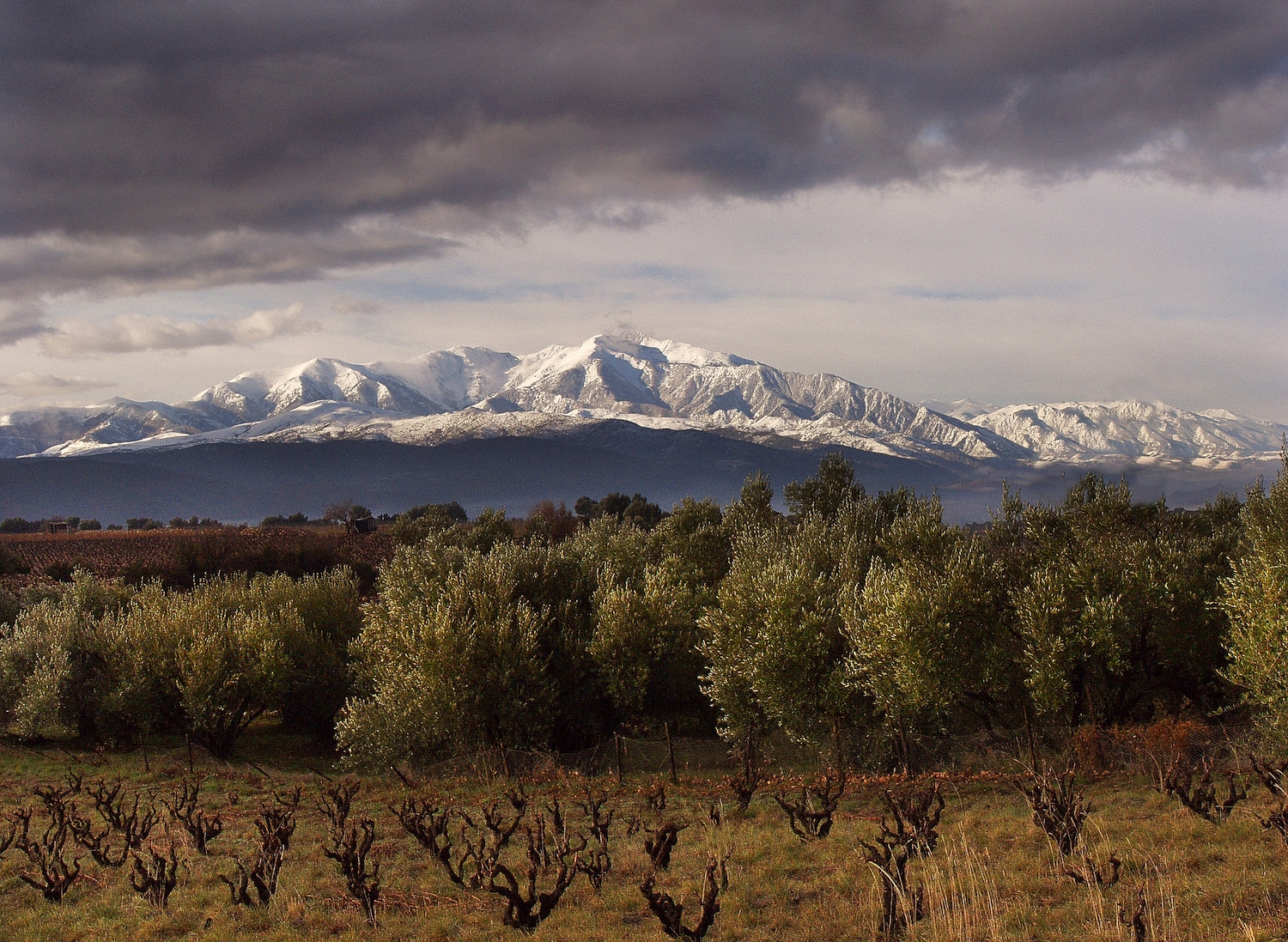 A l’hivern, quan les vinyes descansen, les fulles platejades de les oliveres harmonitzen amb la neu del Canigó