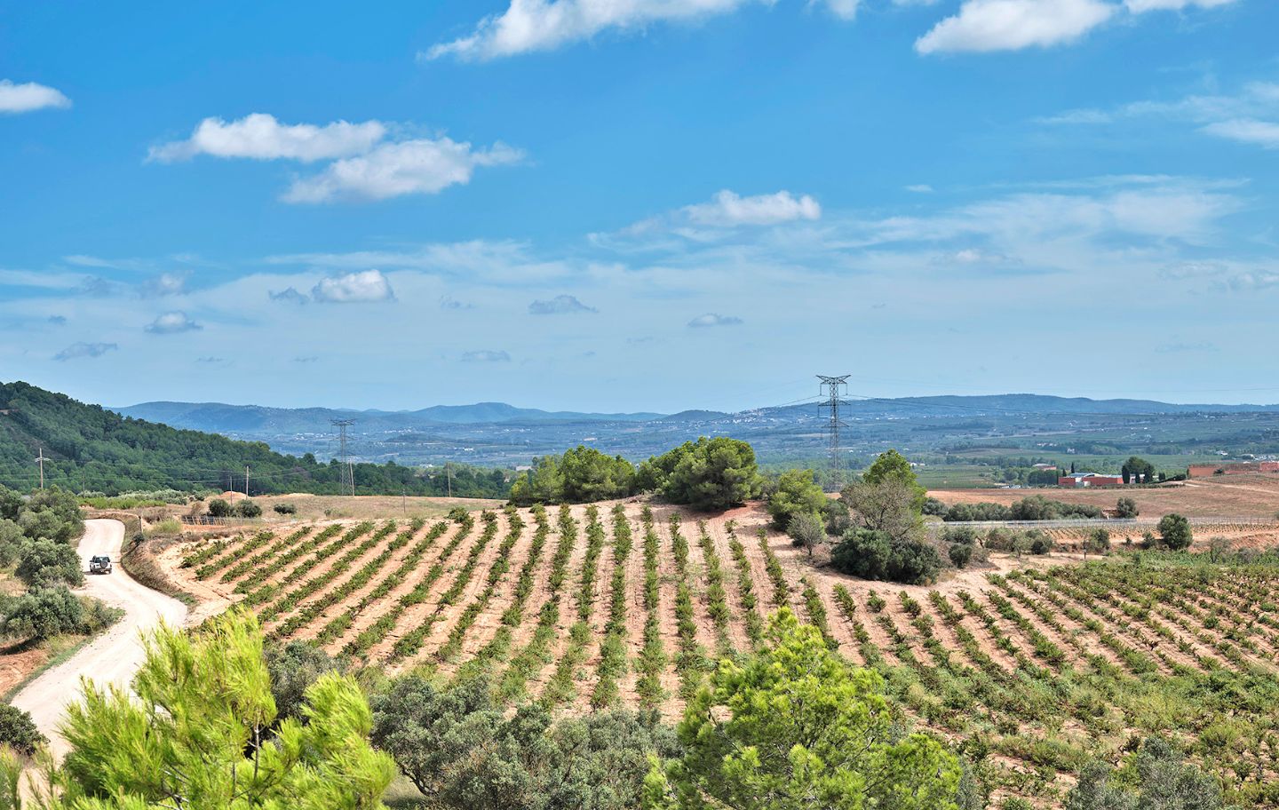 Paisatge de vinyes entre Sant Pere de Riudebitlles i el pla de Penedès.