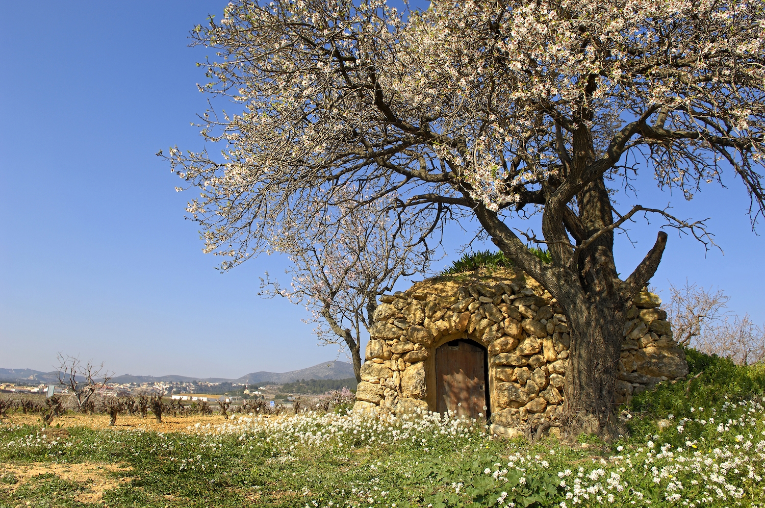 Les barraques de pedra seca servien d’aixopluc al pagès que conreava els vinyars. A la imatge, barraca als afores de la Bisbal del Penedès.