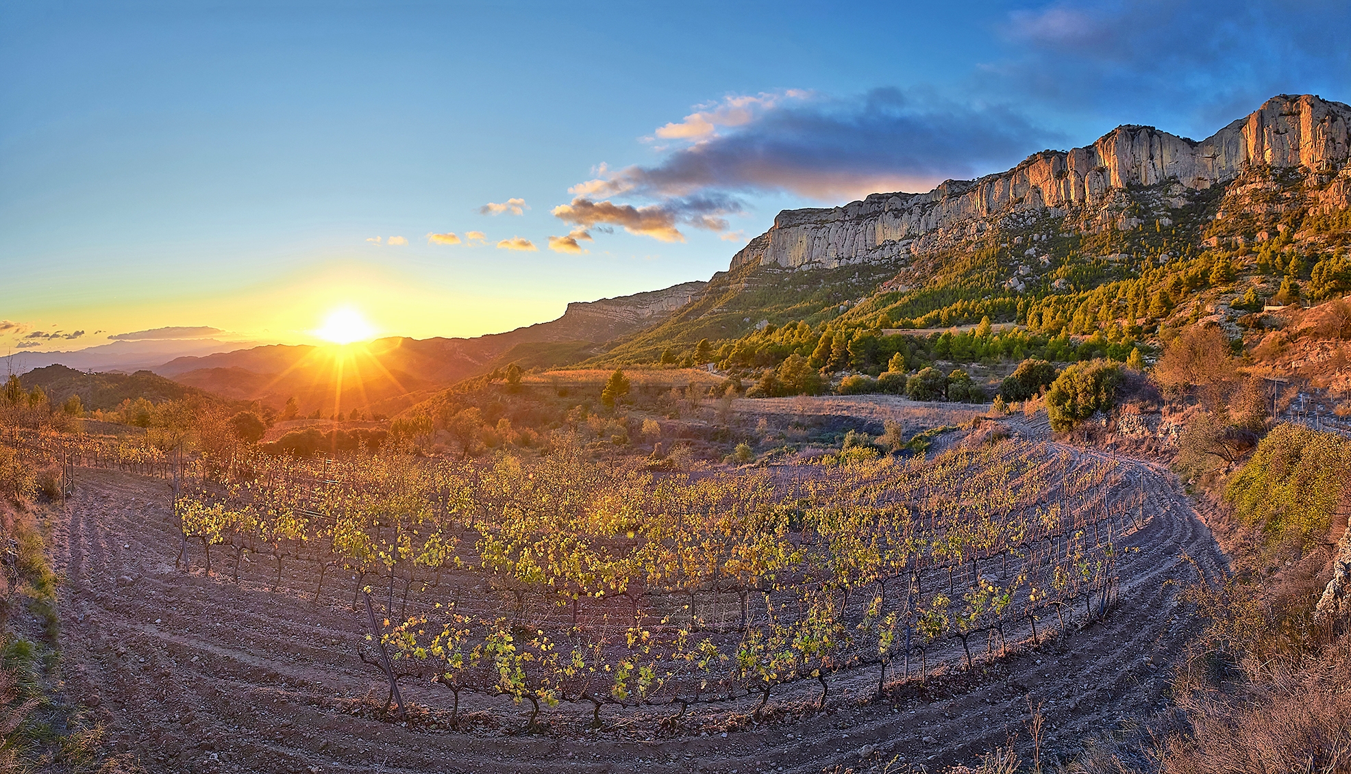 Vinyes de la Morera de Montsant