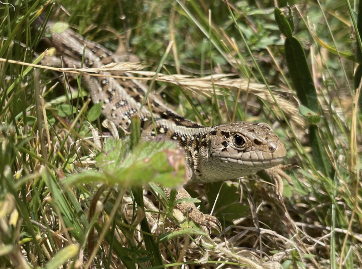  El llangardaix pirinenc ('Lacerta agilis garzoni') és una subespècie endèmica del Pirineu oriental