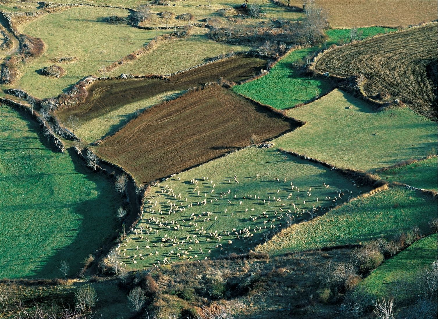 La vall d’Àssua és un indret de pastura intensiva per a la xisqueta, l’ovella autòctona del Pallars