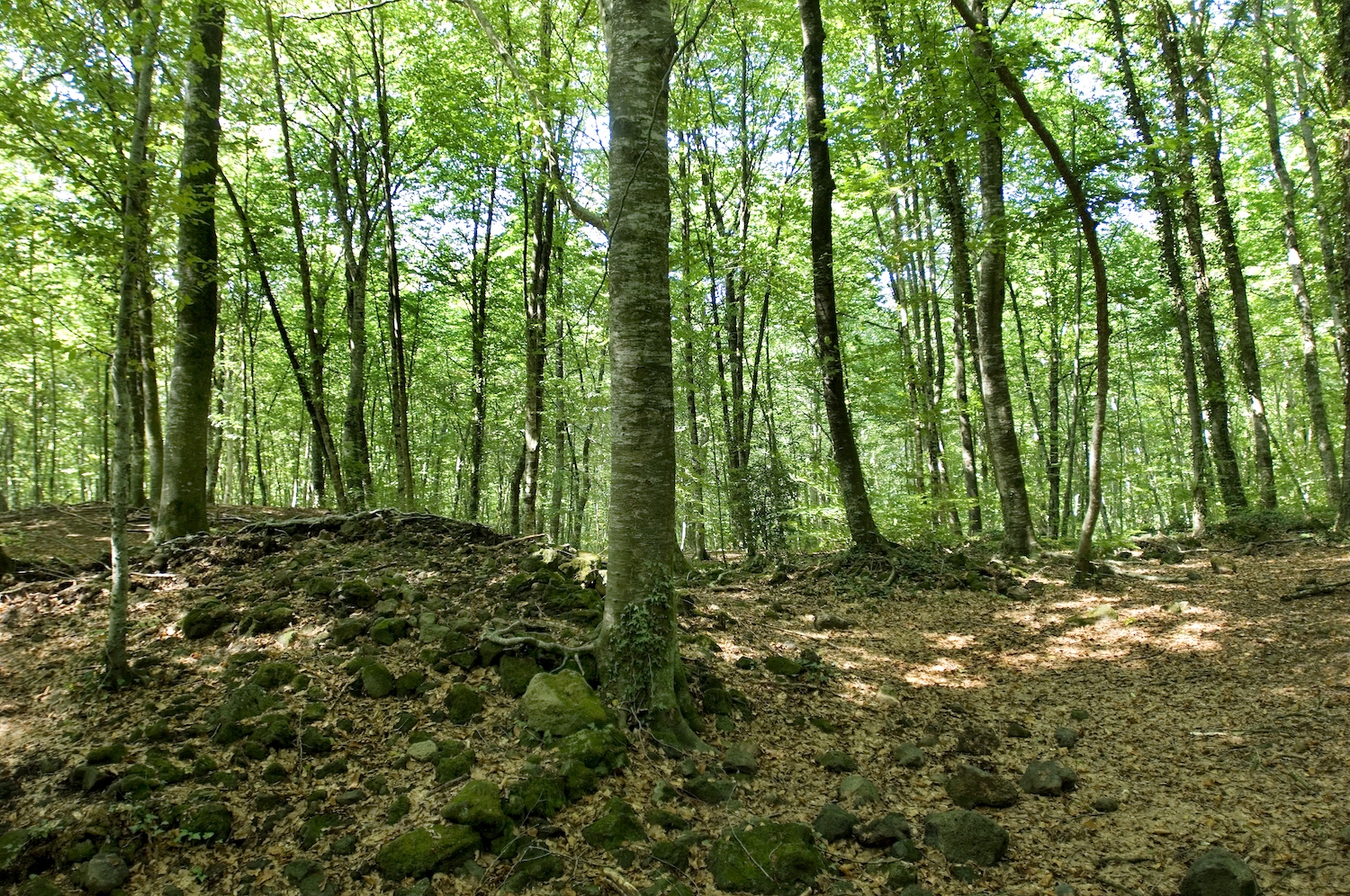 Els arbres de la fageda d’en Jordà tenen uns 80 anys d’antiguitat