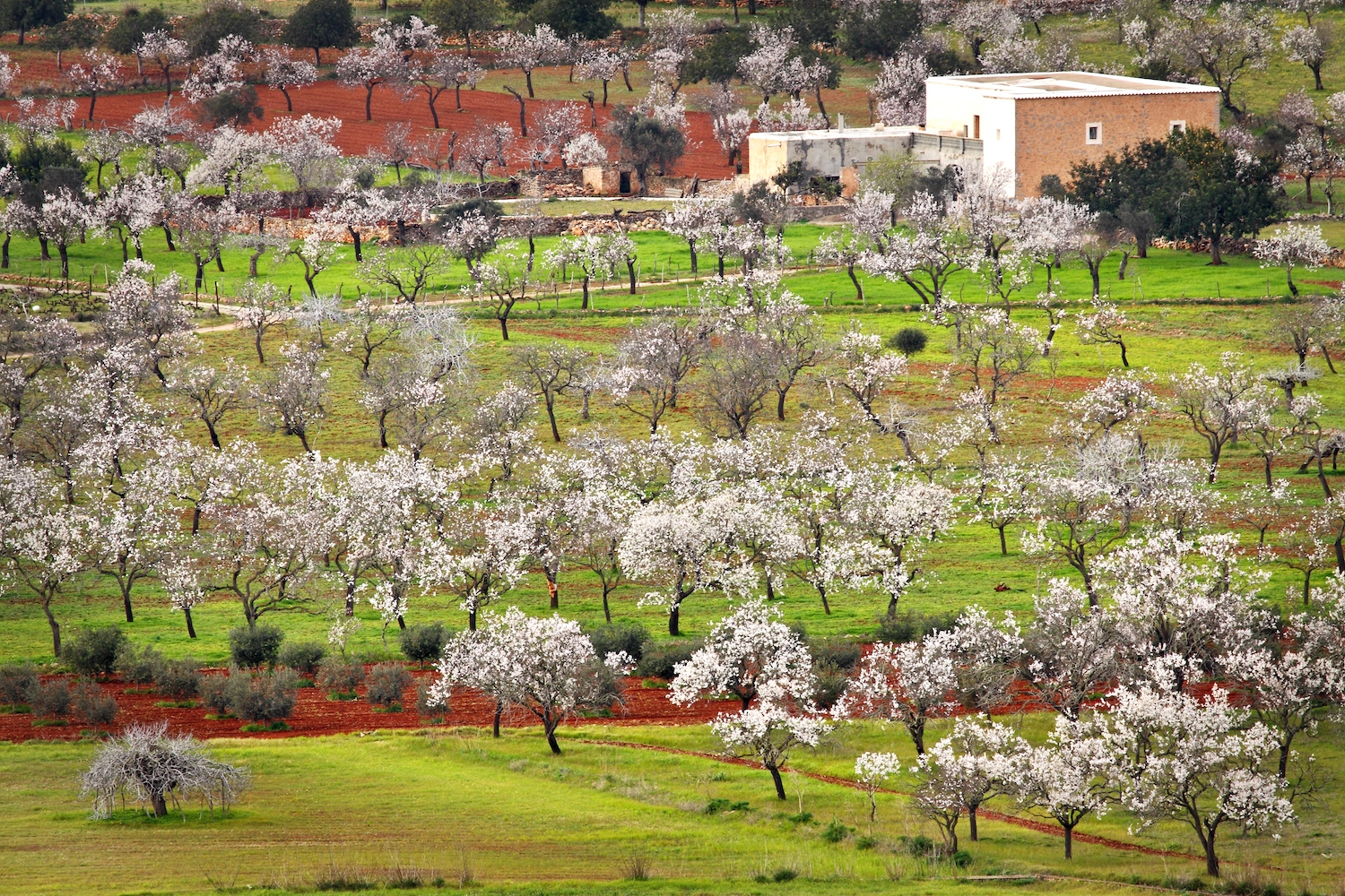 Al pla de Corona, amb camps de conreu de terres rogenques, els ametllers conviuen amb els garrovers, les oliveres, les figueres i el bosc mediterrani