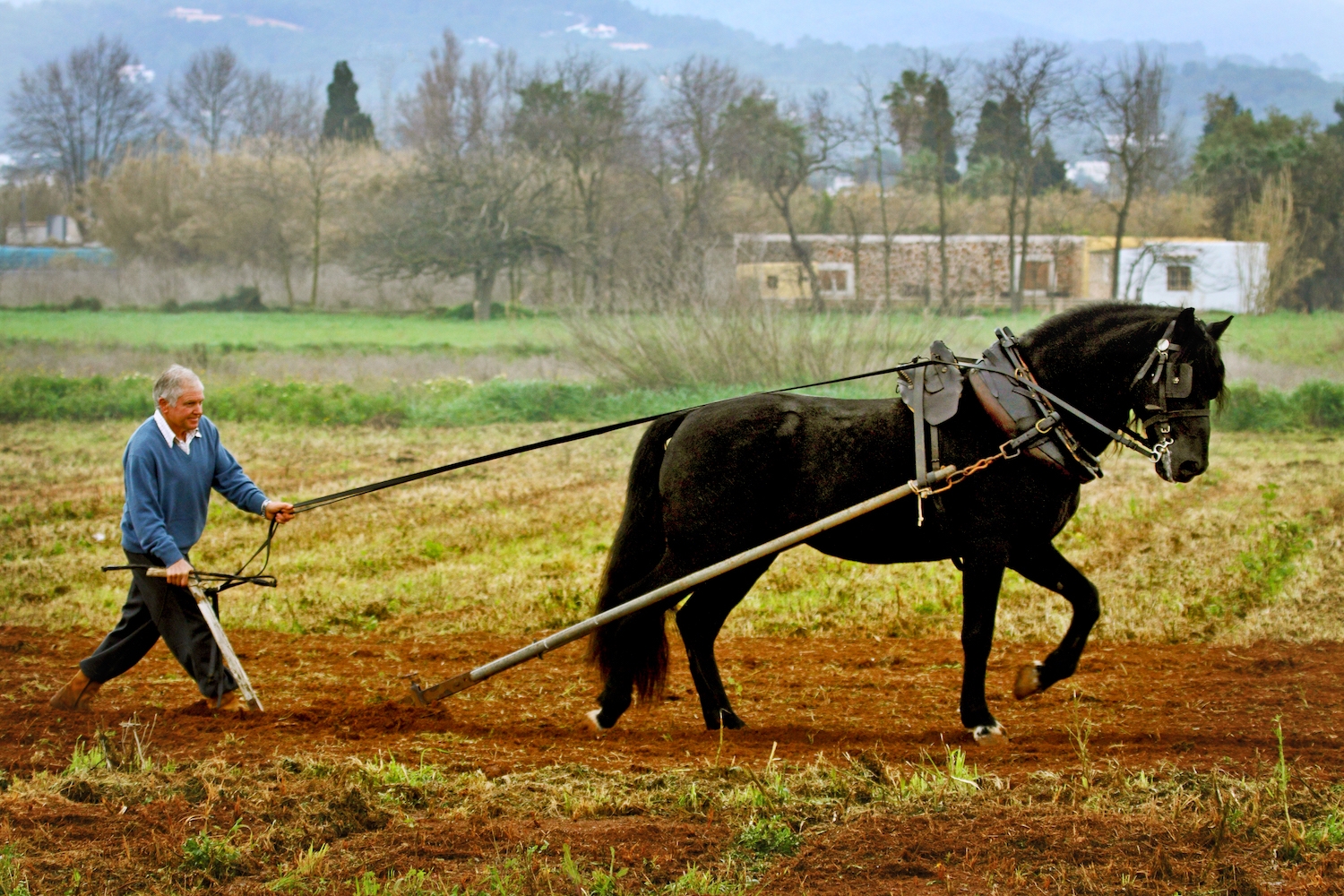 Llaurador amb la tradicional arada romana tirada per un cavall