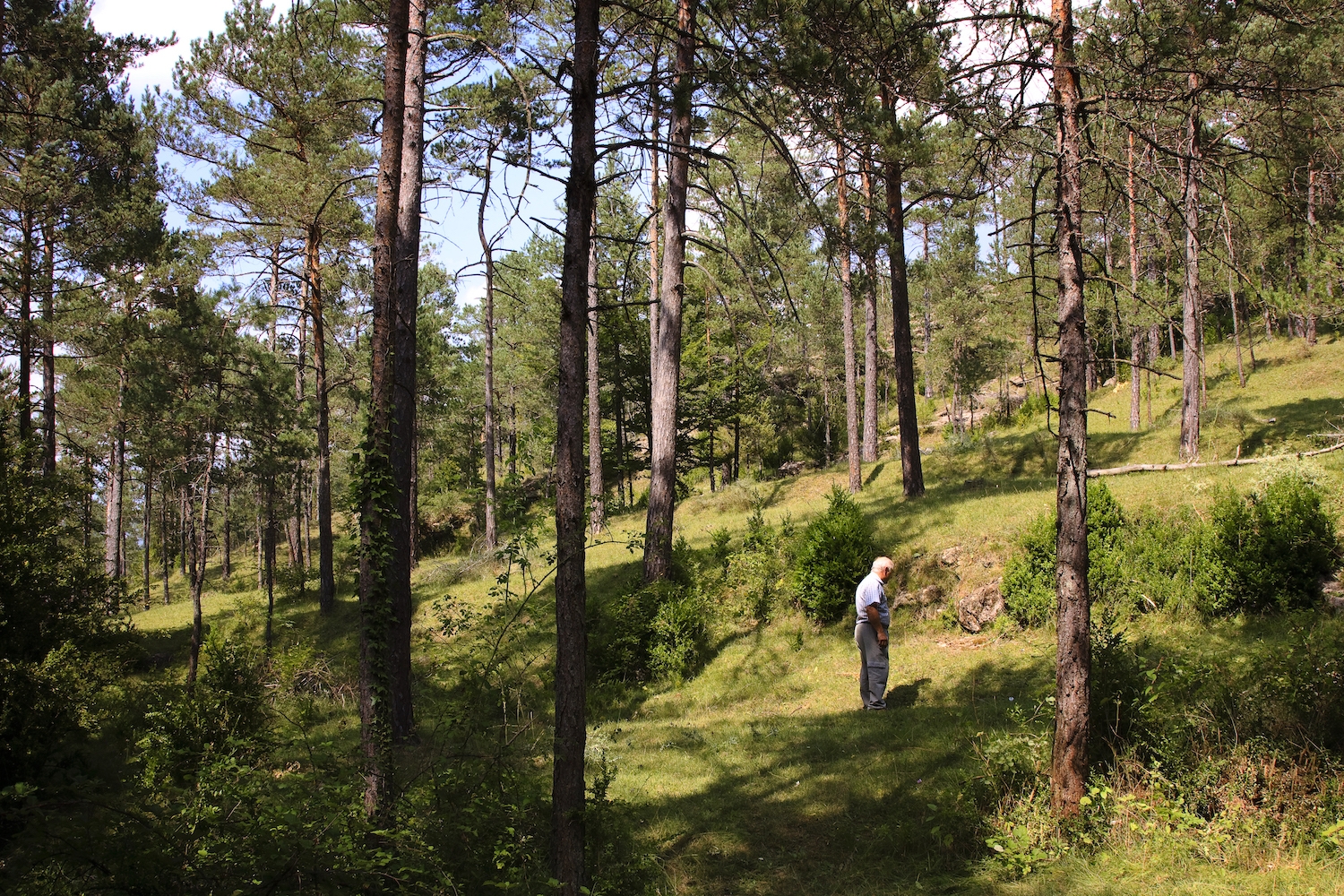 L’obaga dels Tres Plans és un bosc esplèndid on els pins es combinen amb els faigs