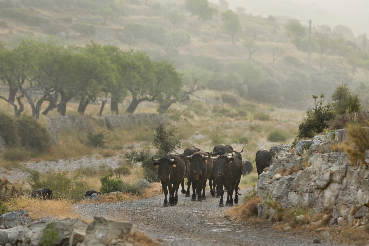 El ramat travessa camins rurals i barrancs com el de Salvassòria