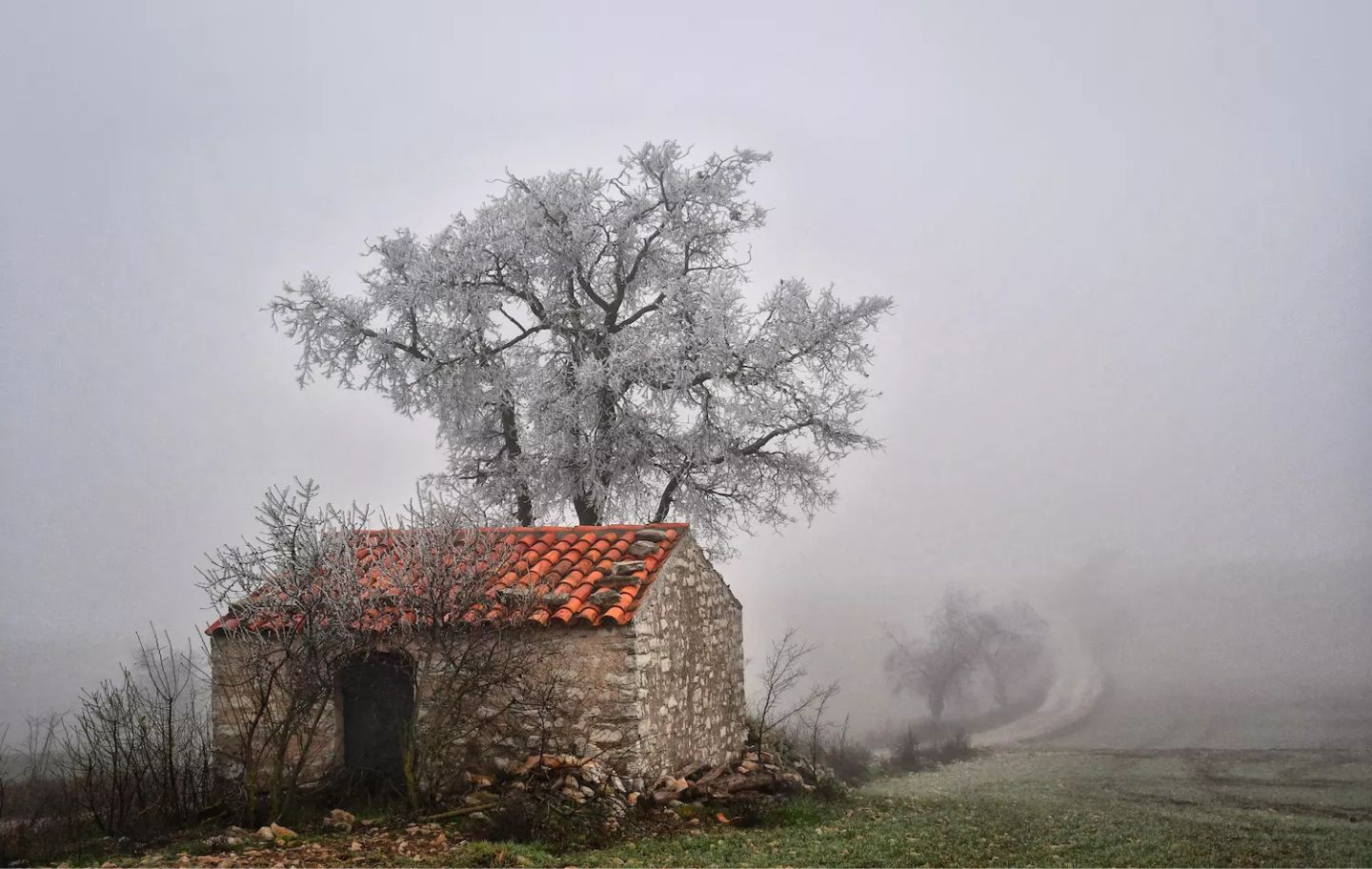 Una cabana, un camí i un arbre gebrat entre la boira. És una bonica imatge hivernal, capturada a la vora del nucli de Ferran, a la Segarra