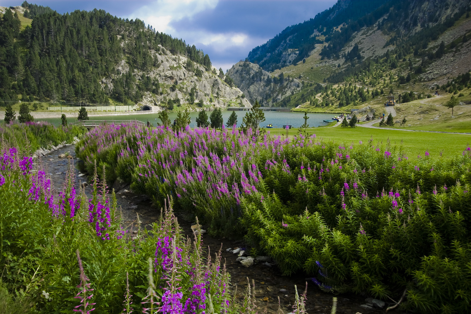 La flora a la Vall de Núria és un ambient molt interessant on fruir de l’arribada de la primavera